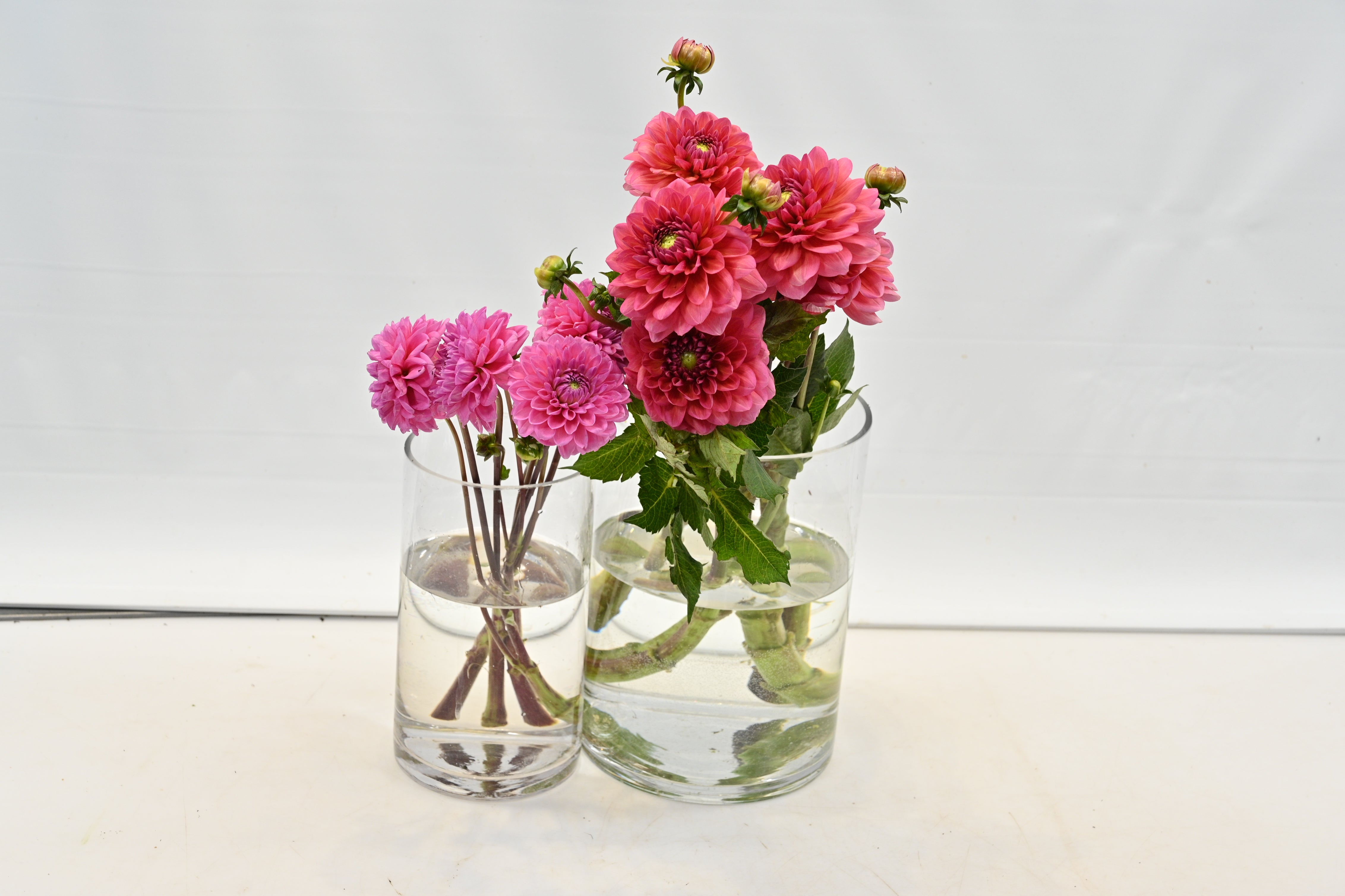 DAHLIA ASSORTED SMALL Large