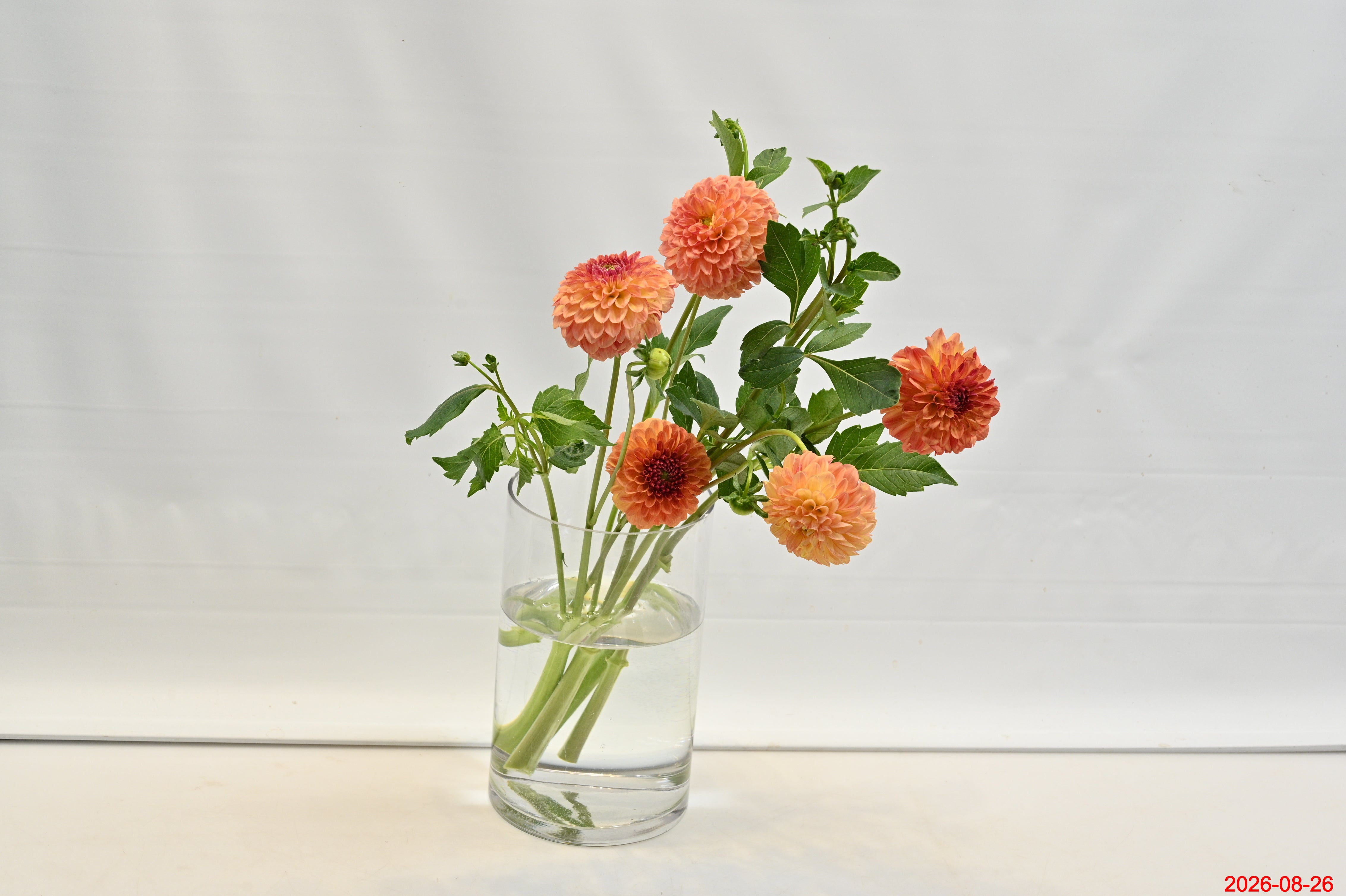 Dahlia Orange Large