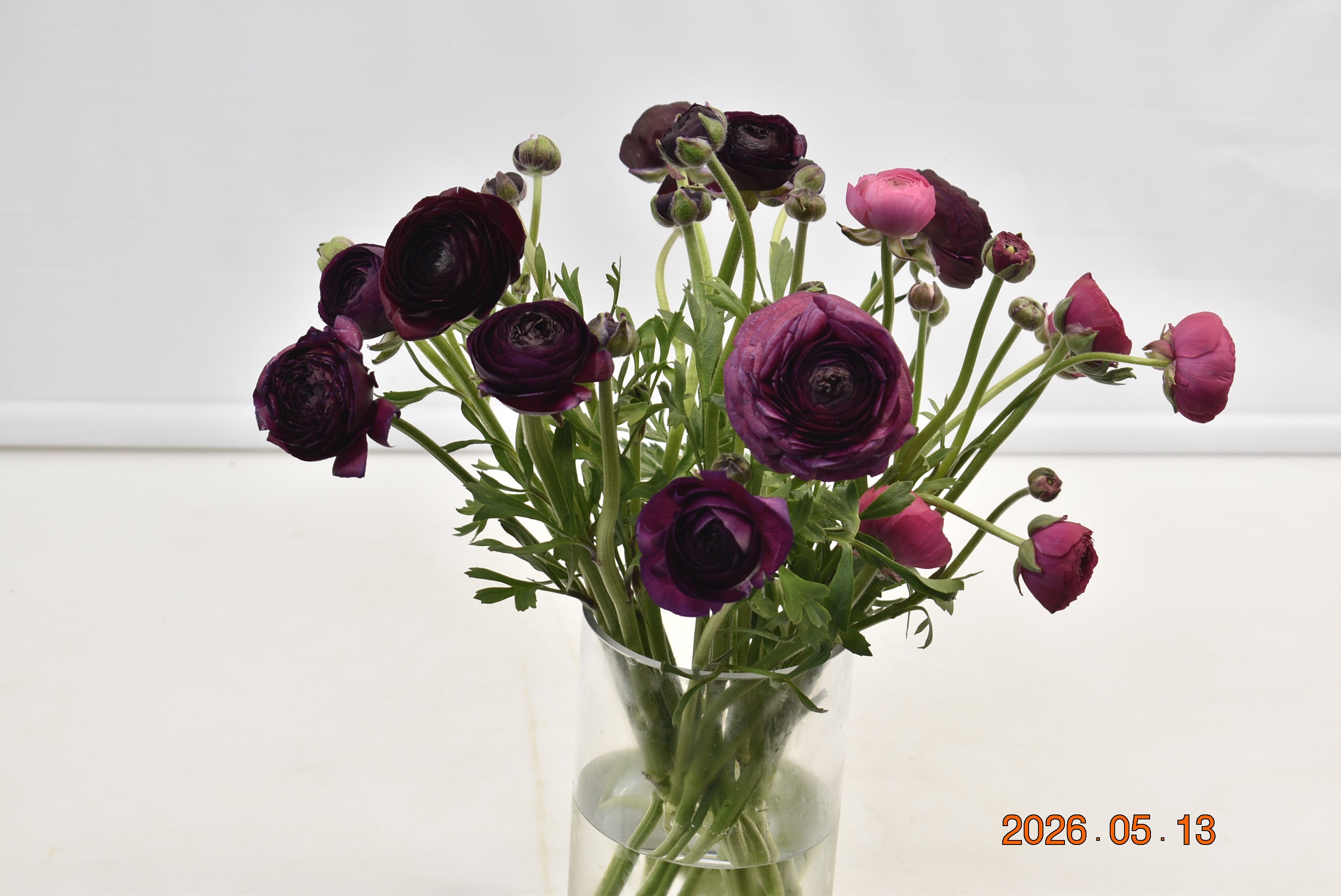 RANUNCULUS ASSORTED Large