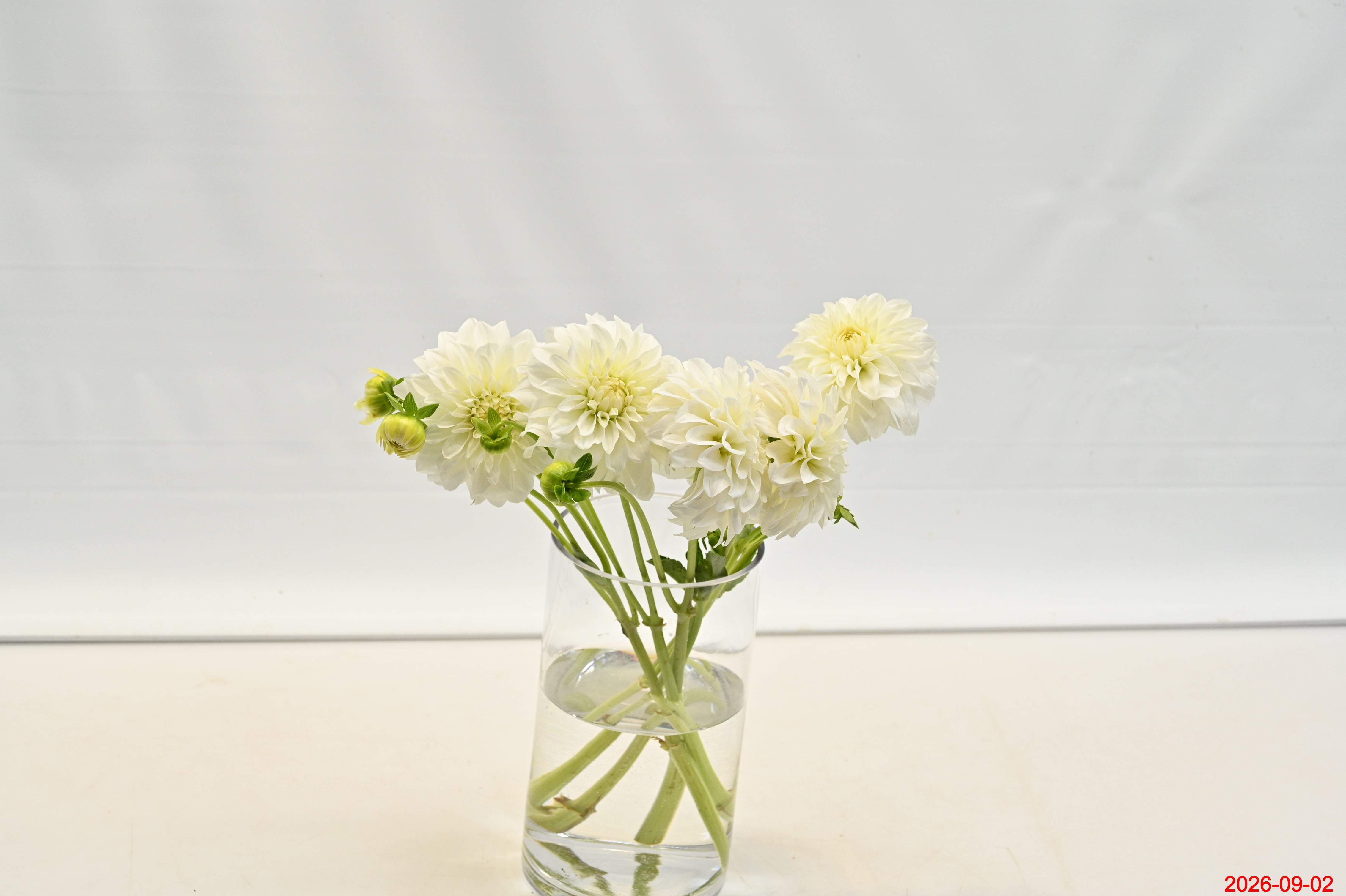 DAHLIA WHITE Large