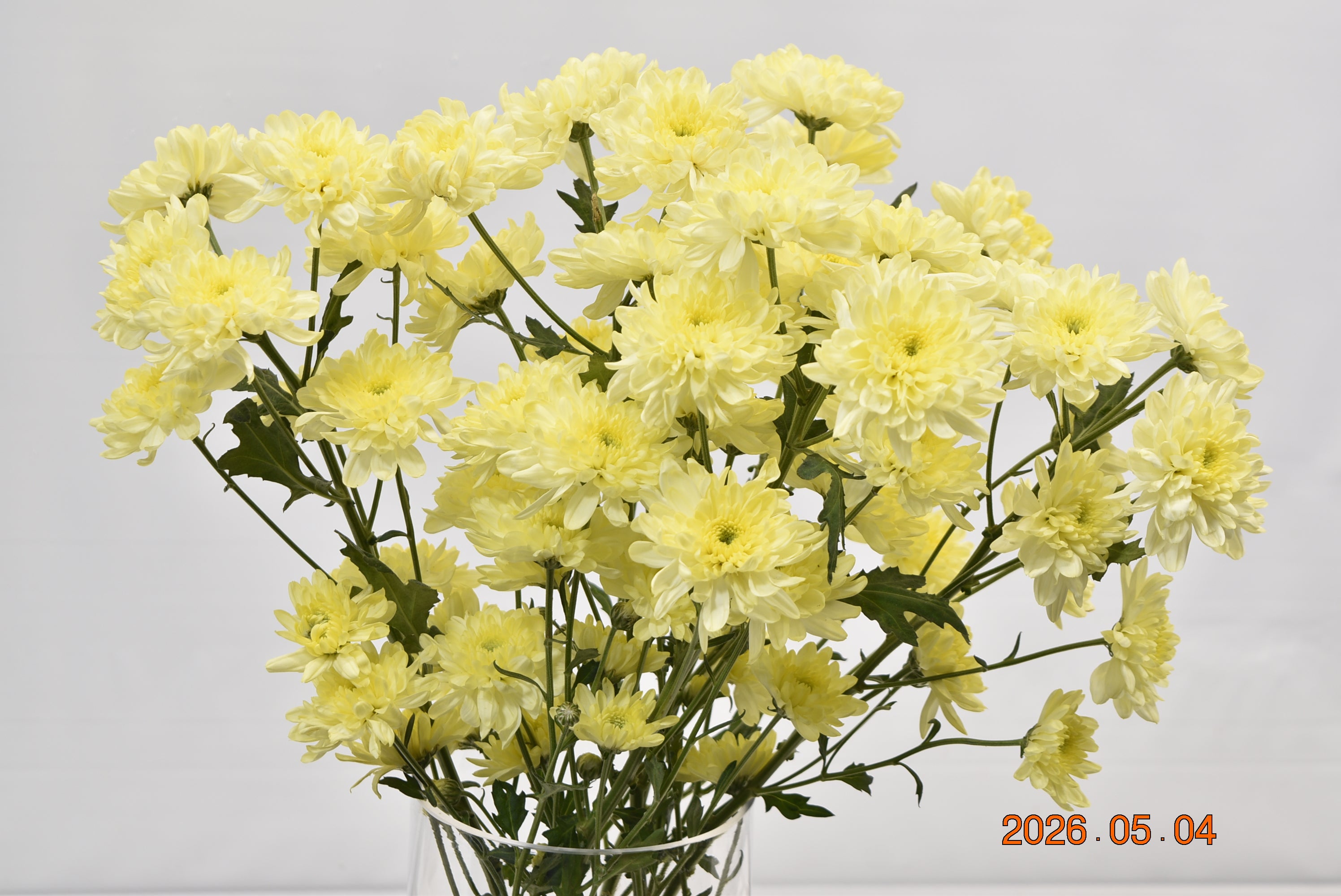 CHRYSANTHEMUM YELLOW FLATS Large