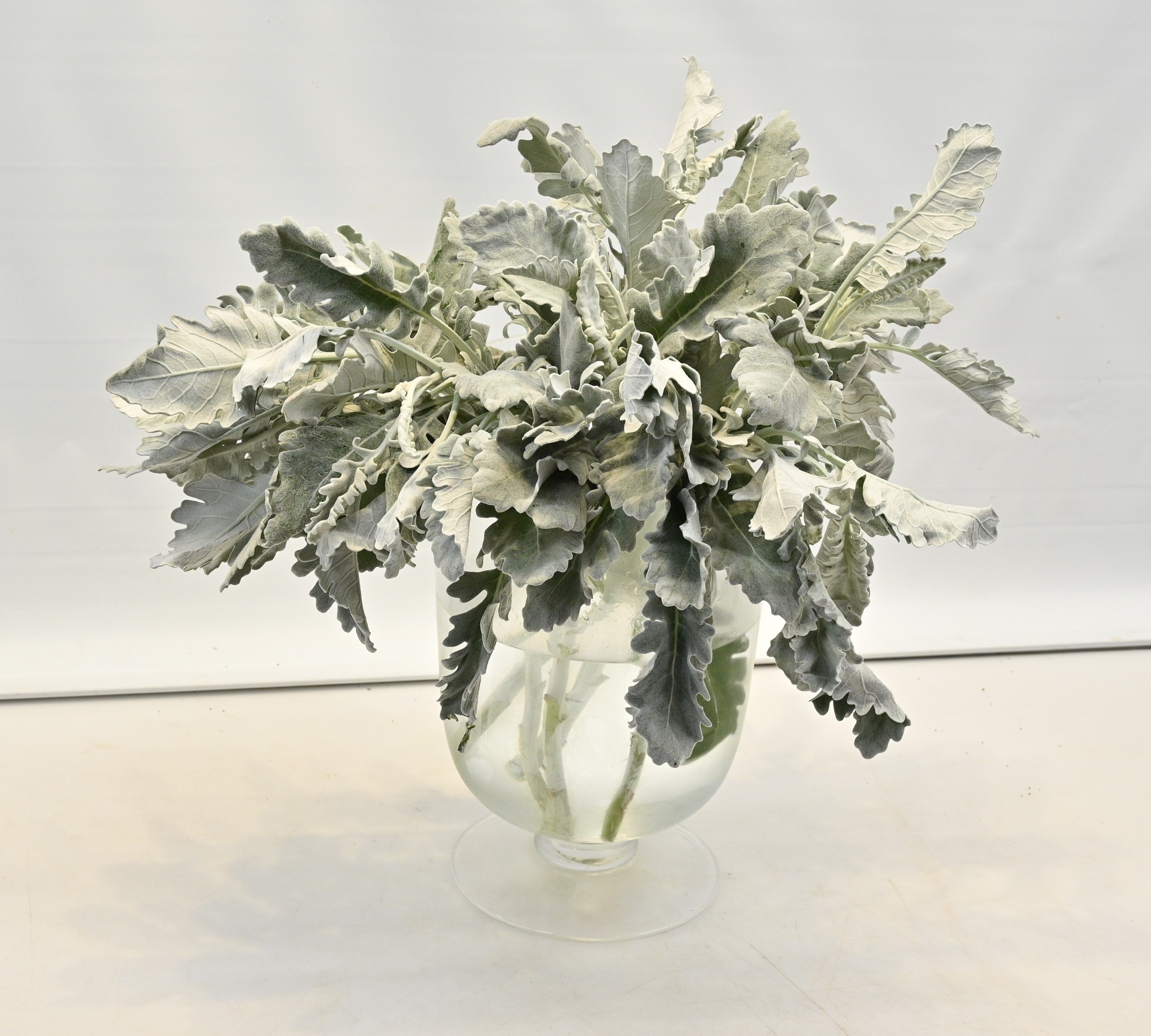 DUSTY MILLER Large