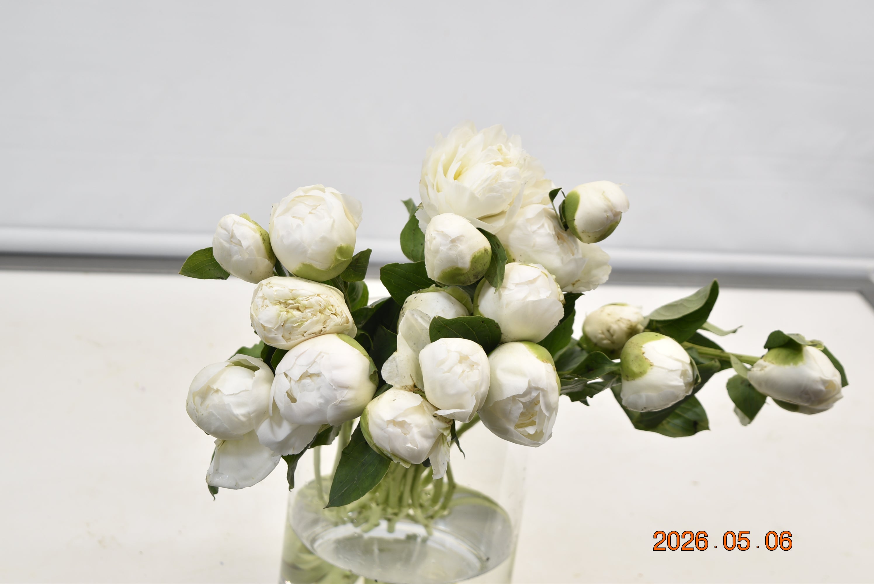 PEONY BOWL OF CREAM Large