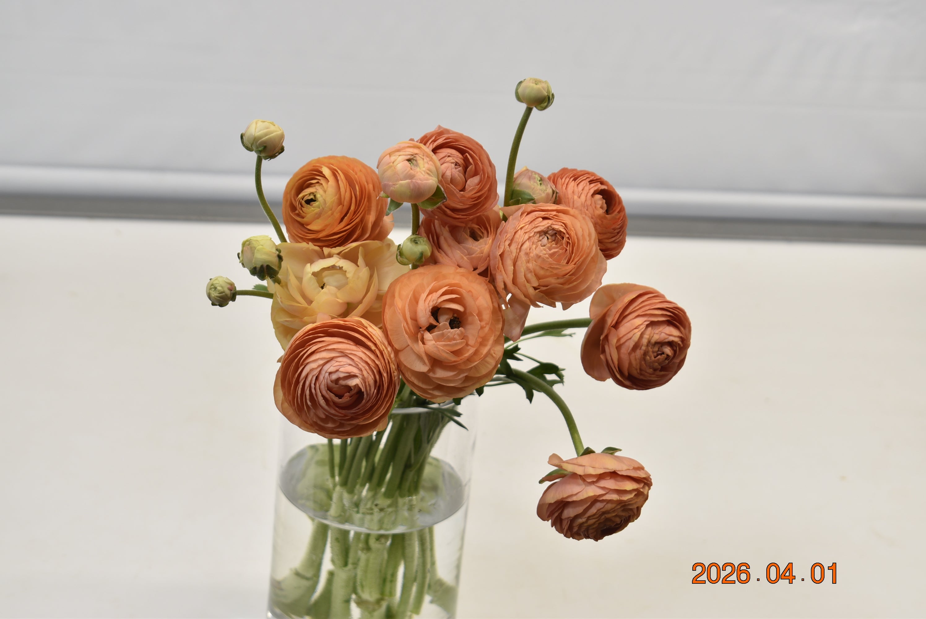 Ranunculus Orange Large
