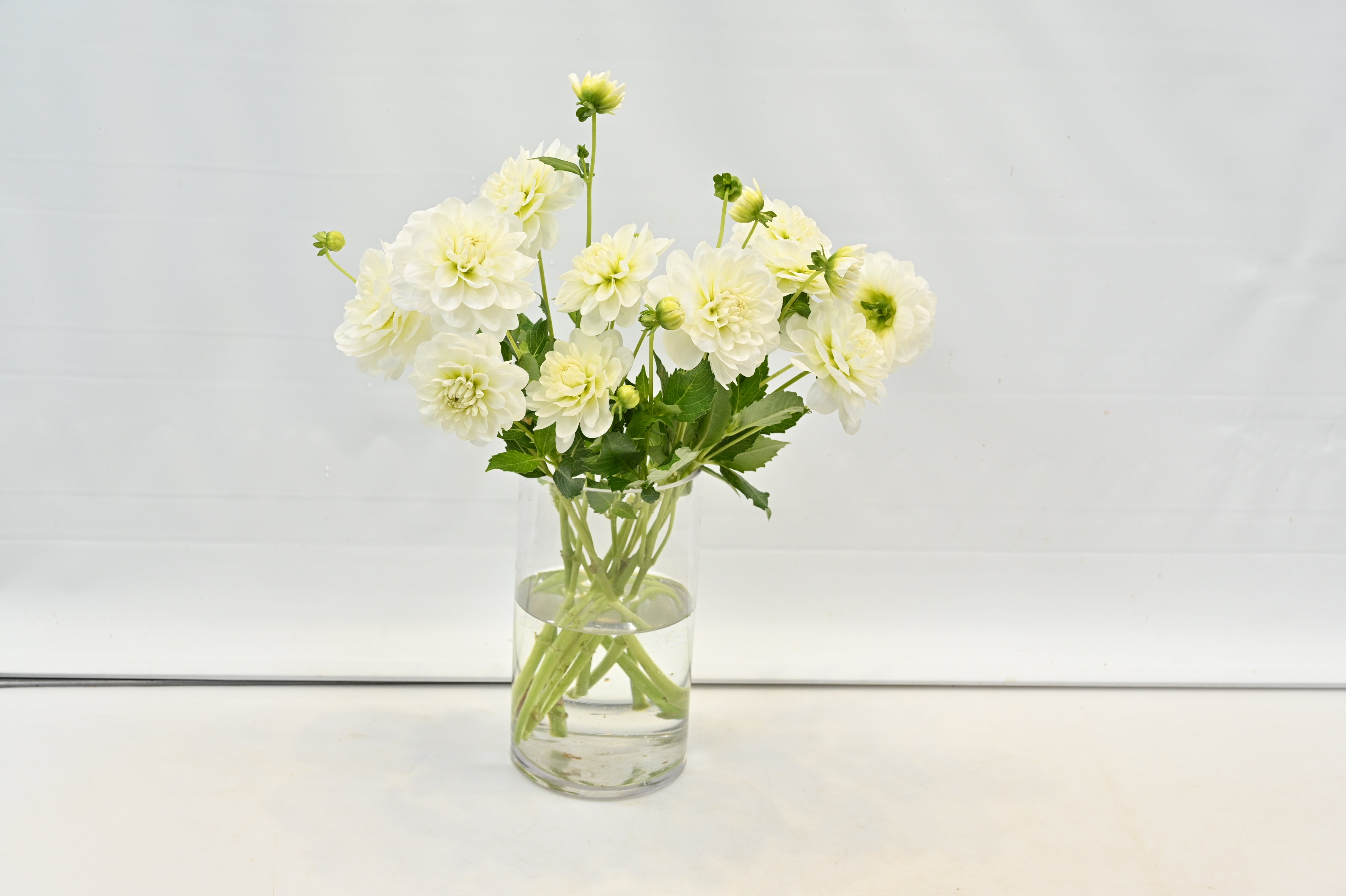 DAHLIA WHITE Large