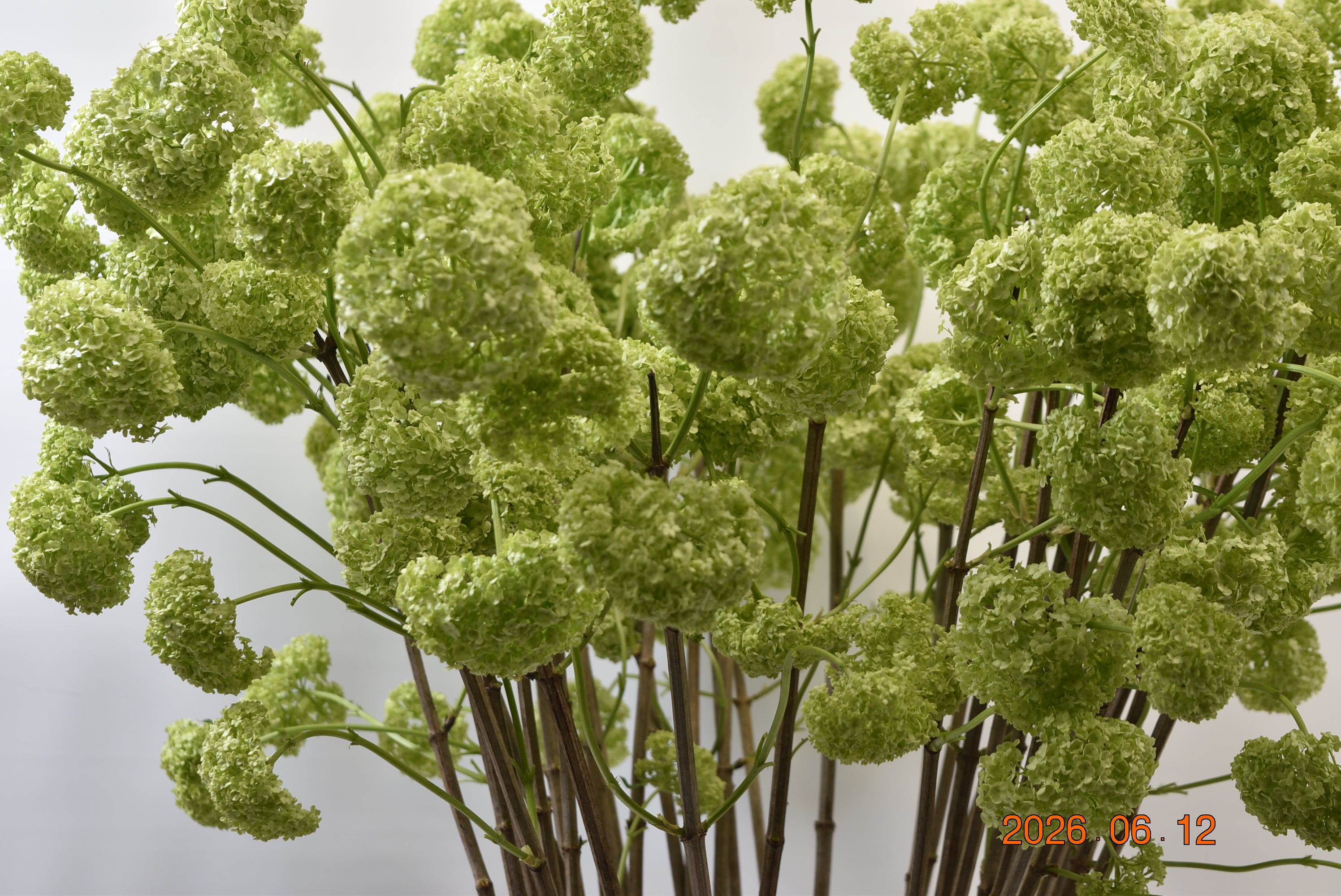Viburnum Snowball Large