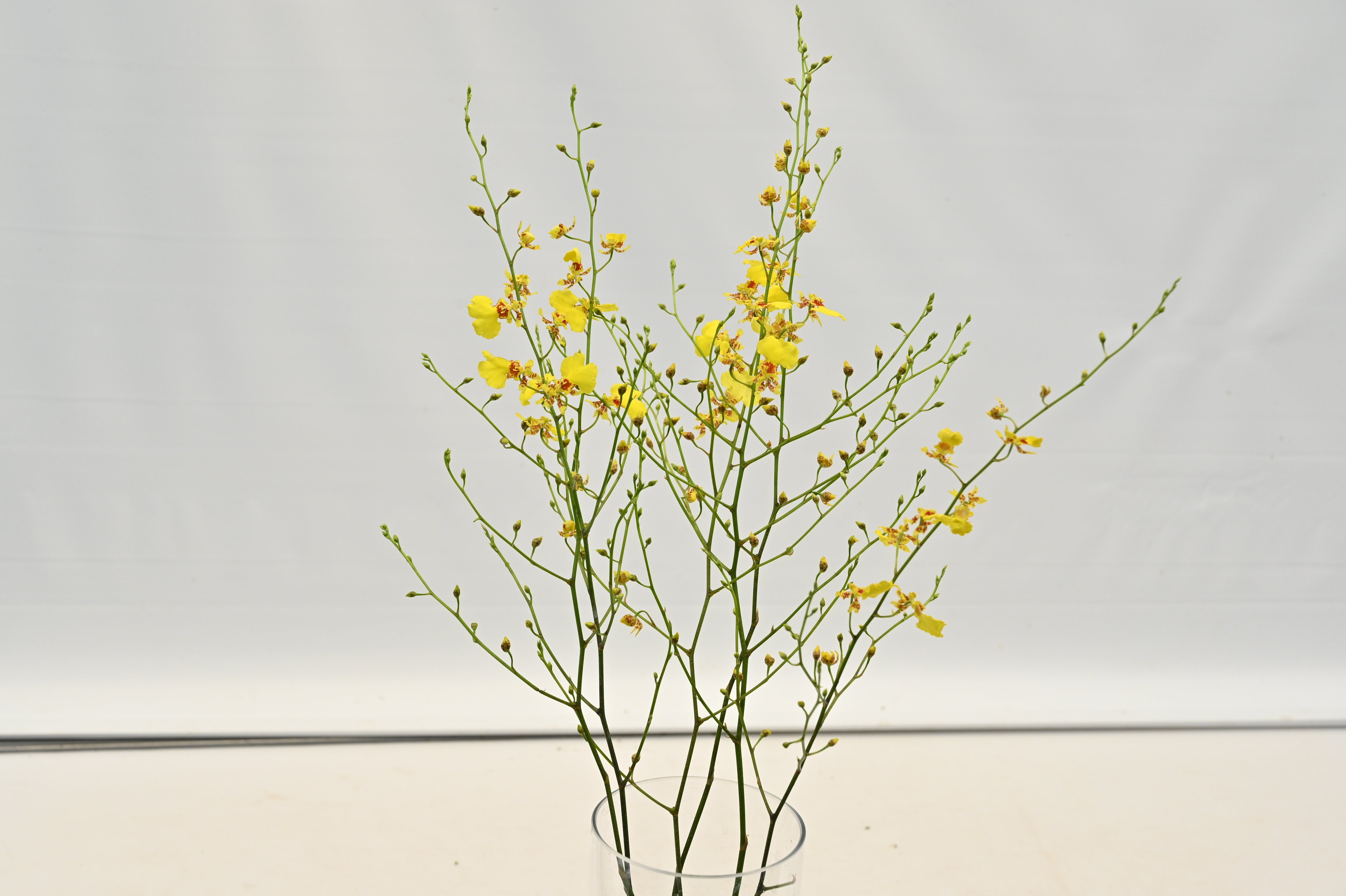 ONCIDIUM Large