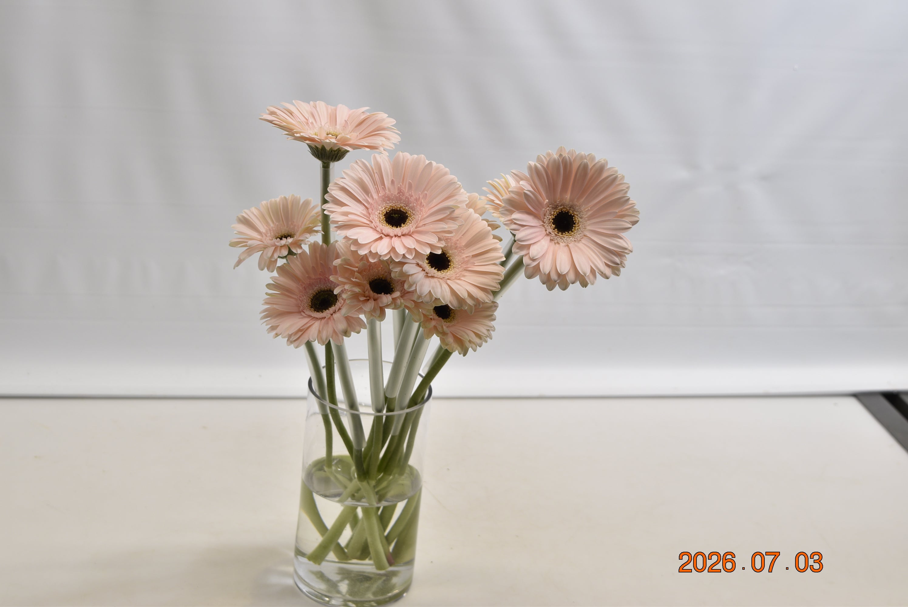 Gerbera Dulcie Large