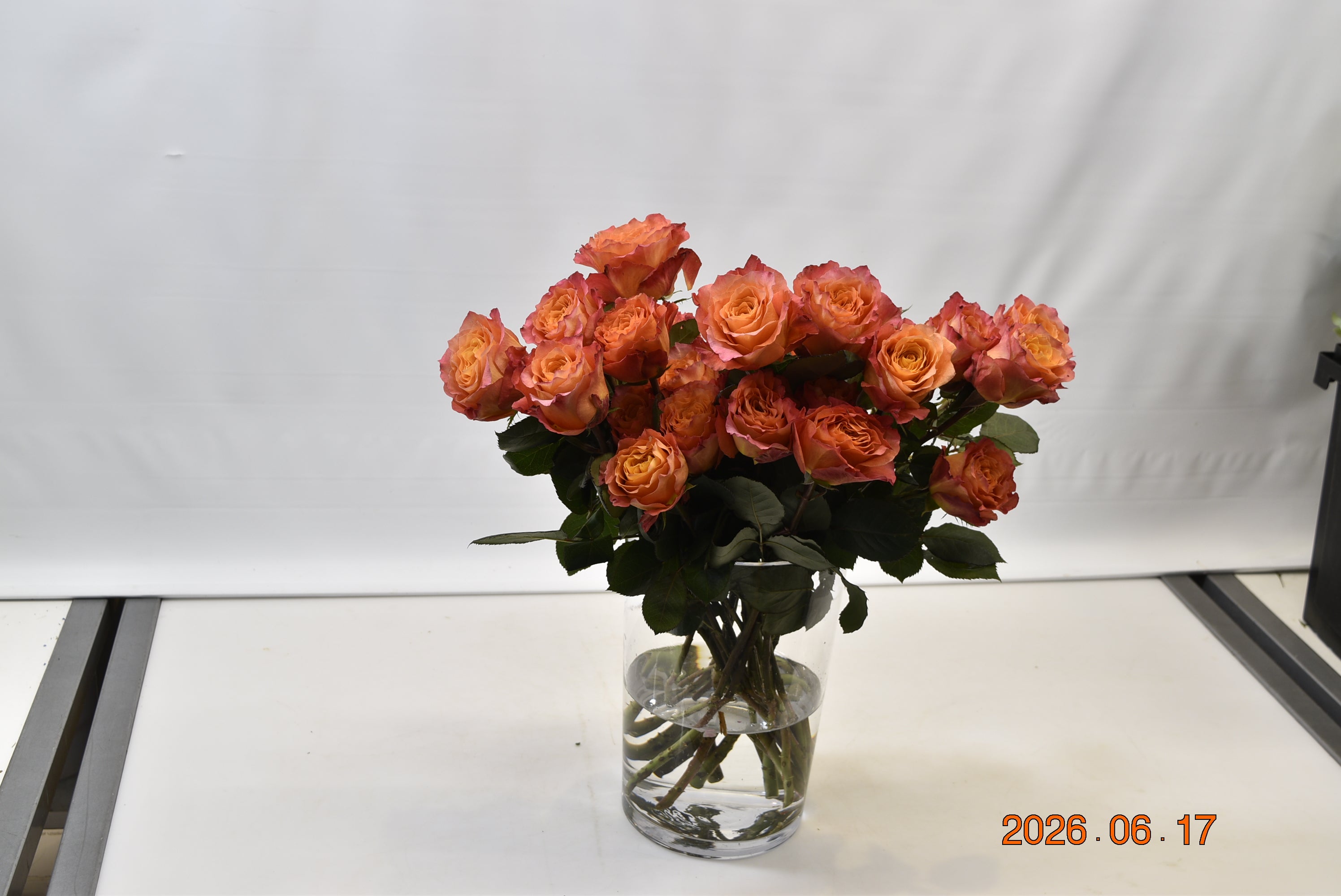 Rose Free Spirit Large