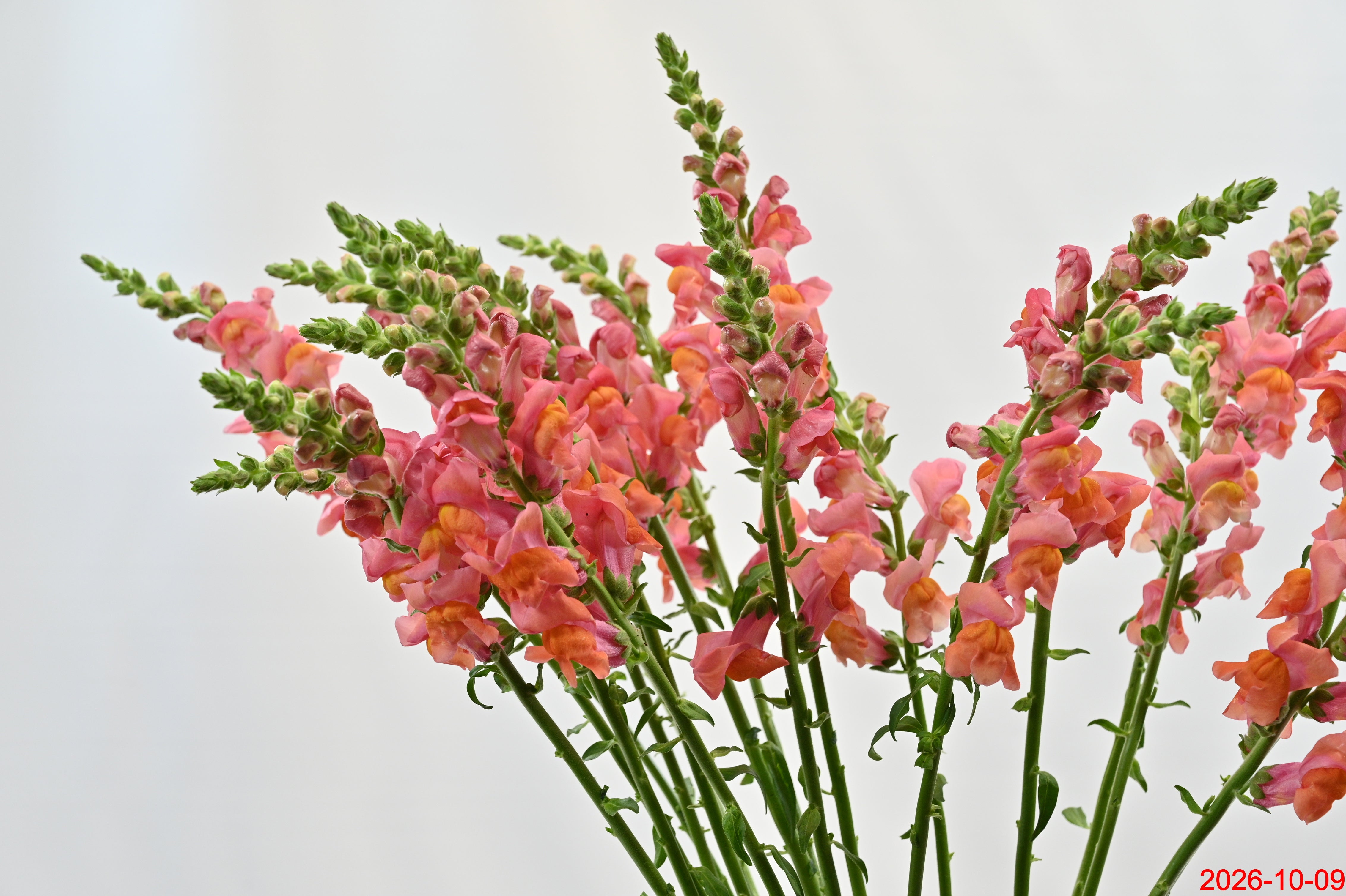 SNAPDRAGON ORANGE Large