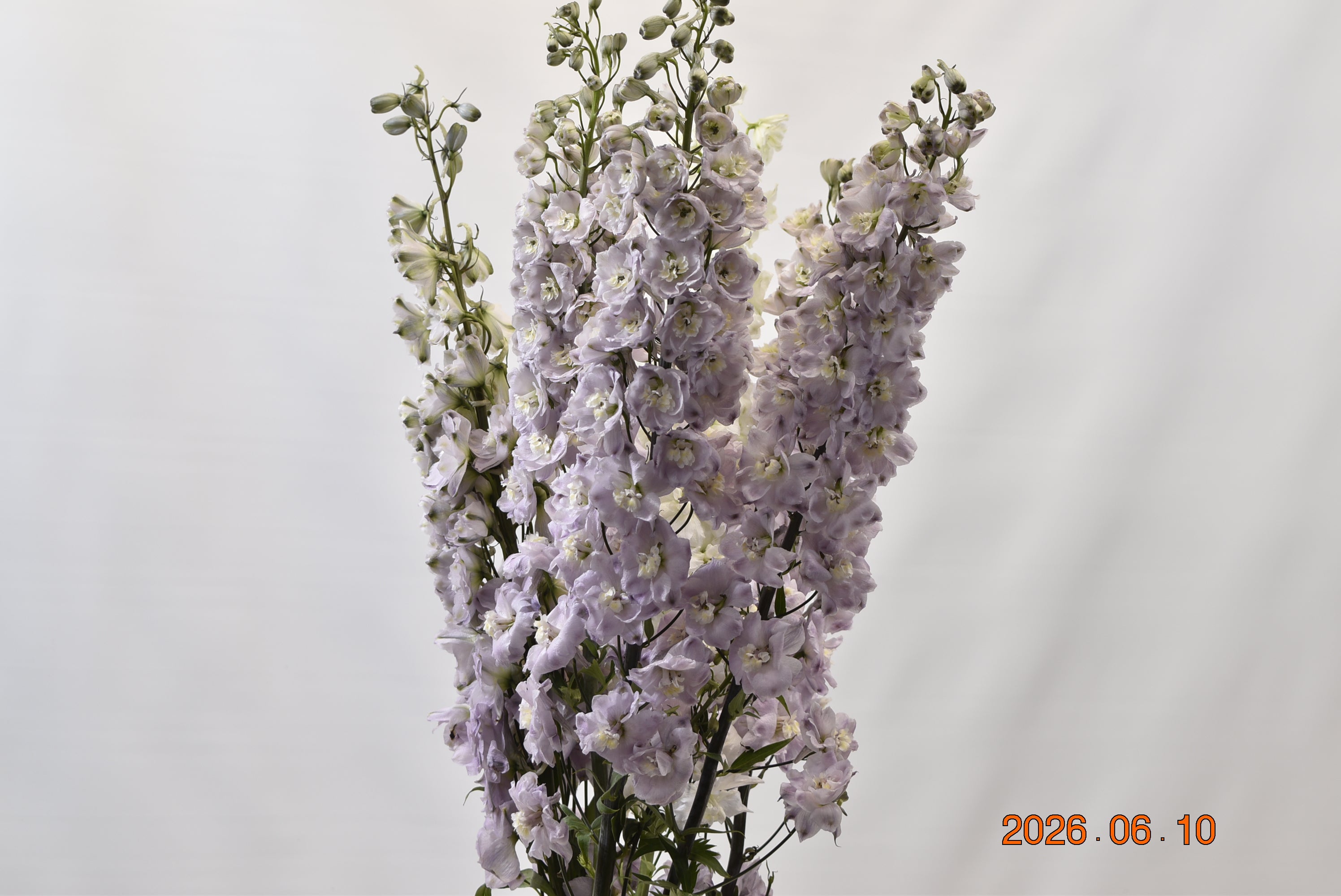 Delphinium Summer Skies Large