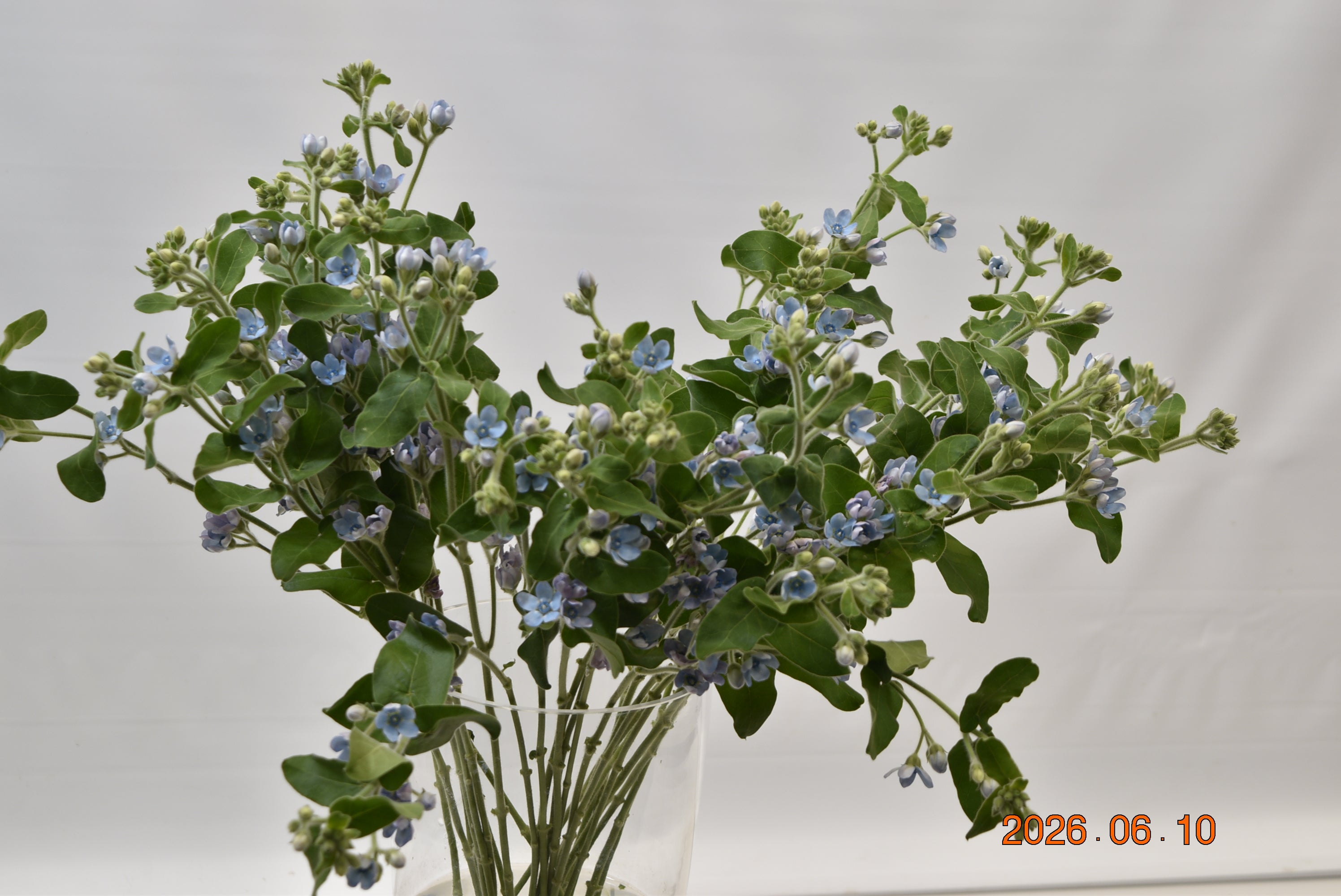 OXYPETALUM PURE BLUE Large