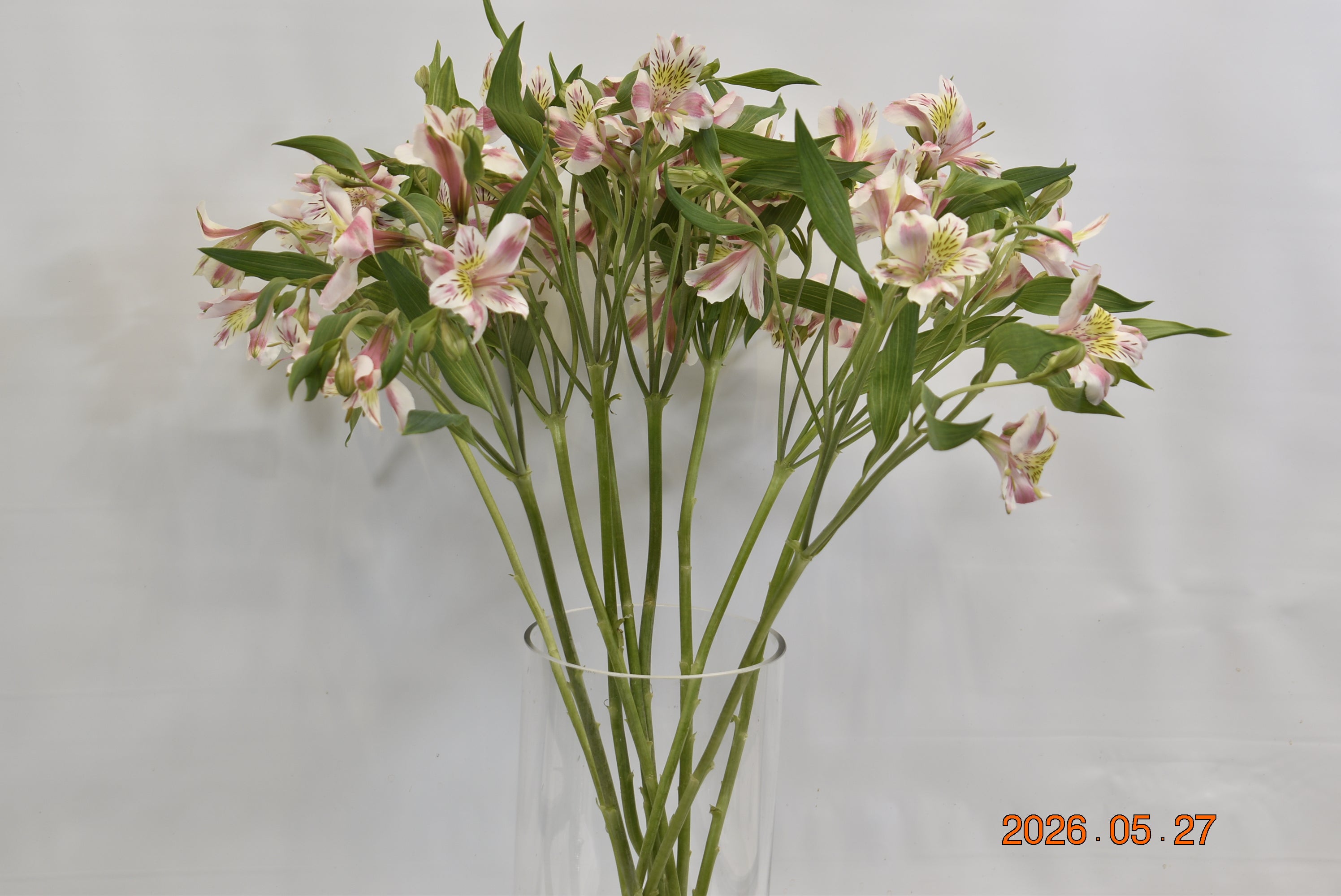 ALSTROEMERIA REBECCA Large