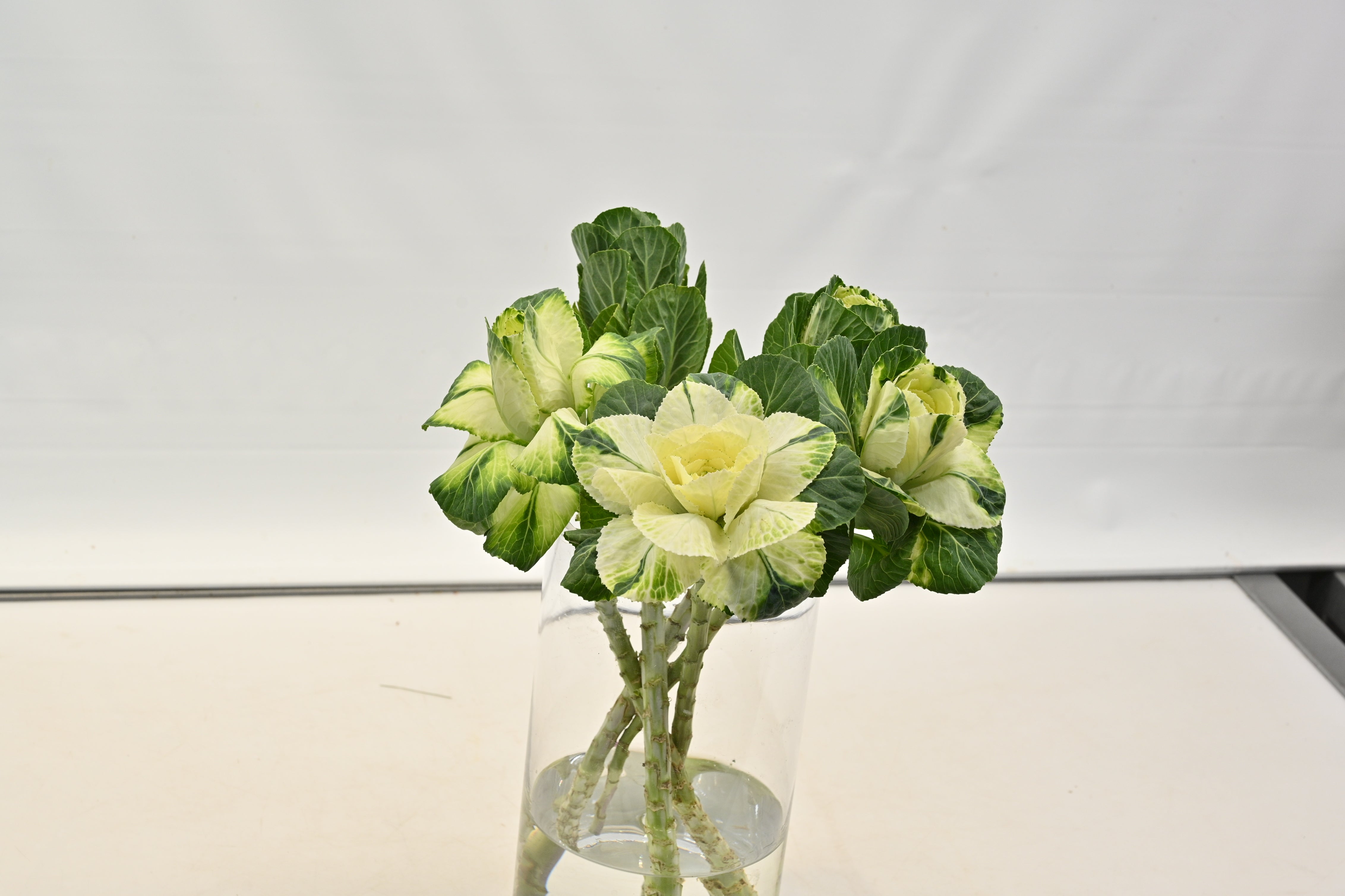 KALE WHITE Large