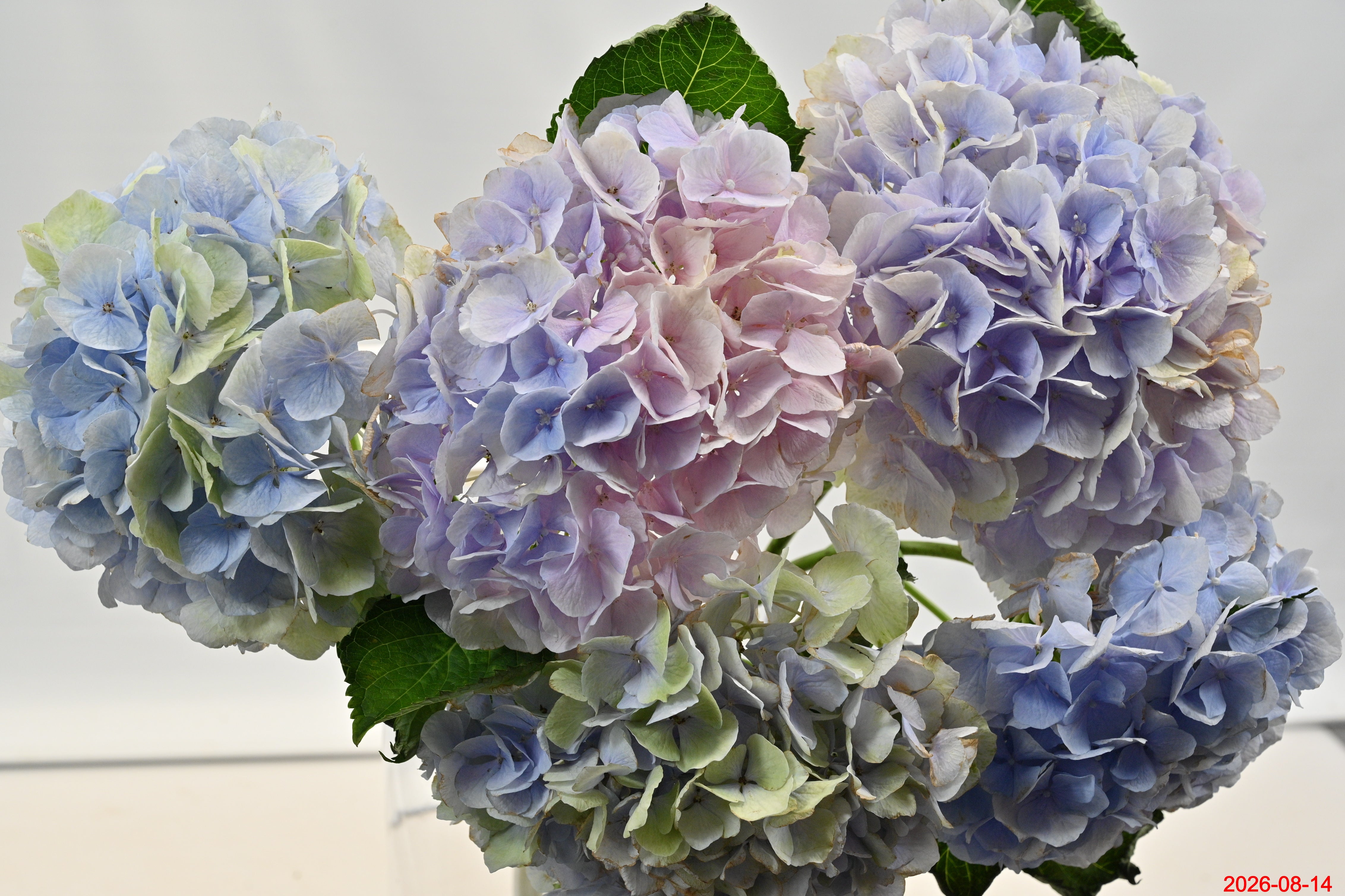 HYDRANGEA NOVELTY Large