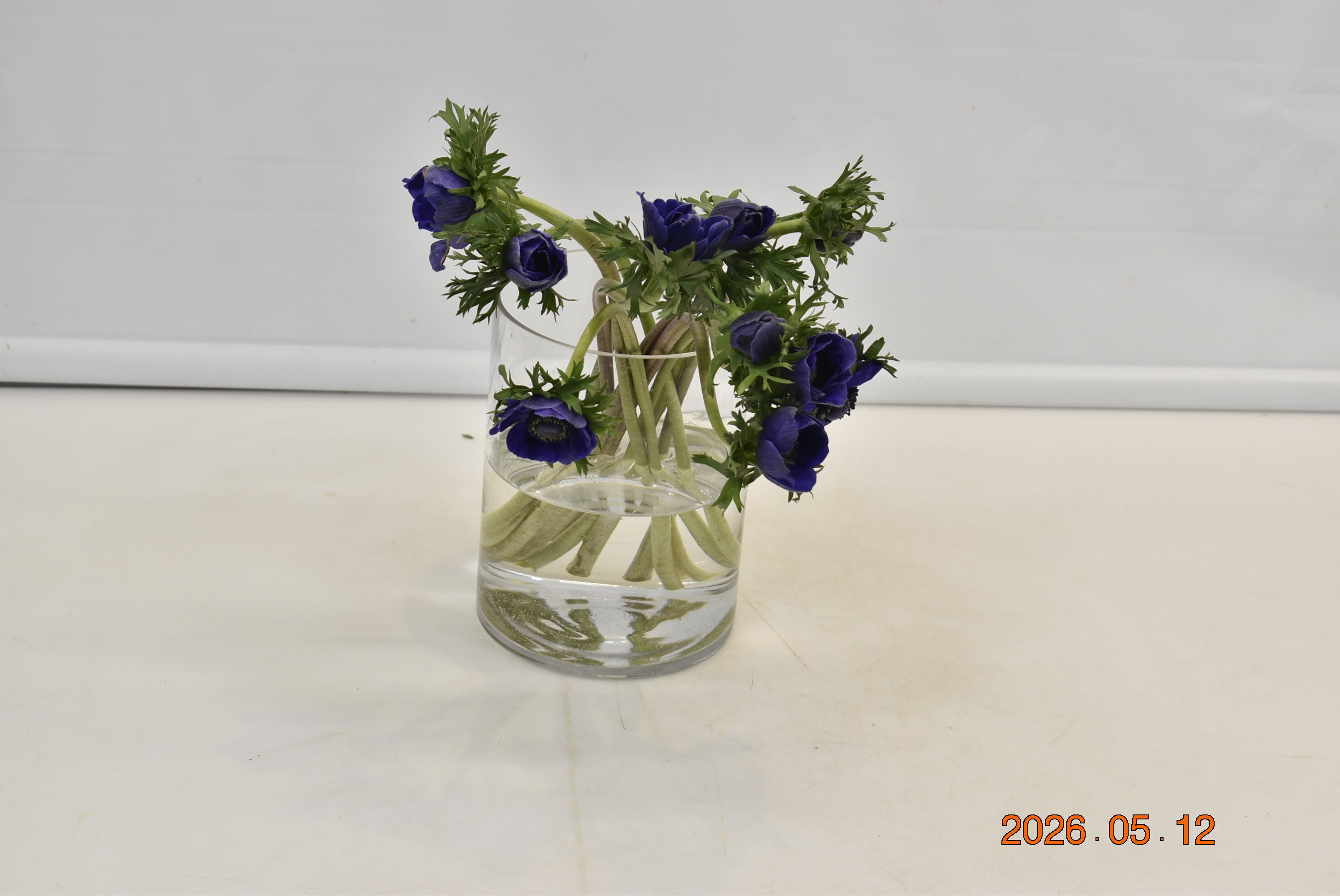 ANEMONE BLUE Large