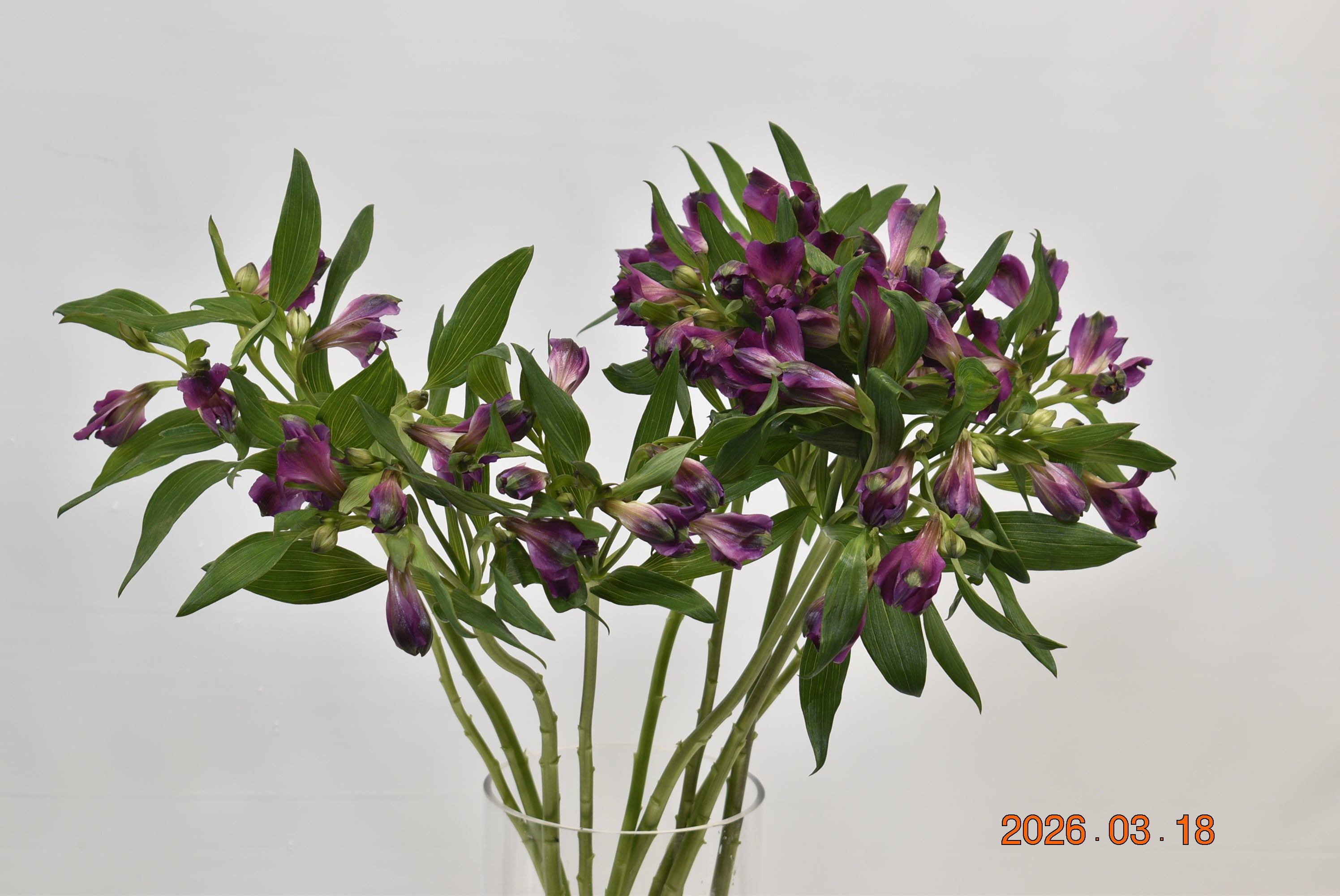 Alstroemeria Carline Large