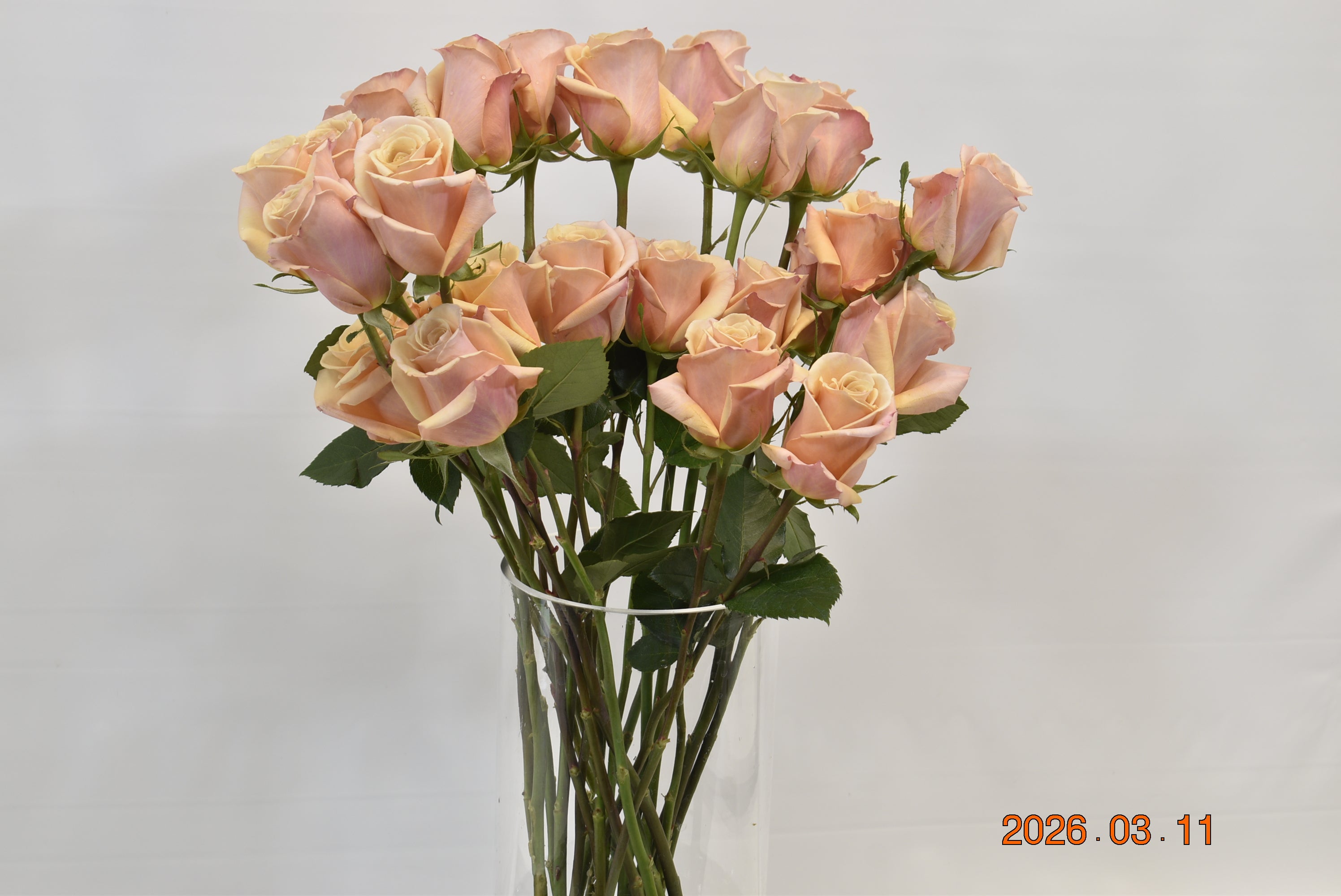 ROSE MOTHER OF PEARL Large