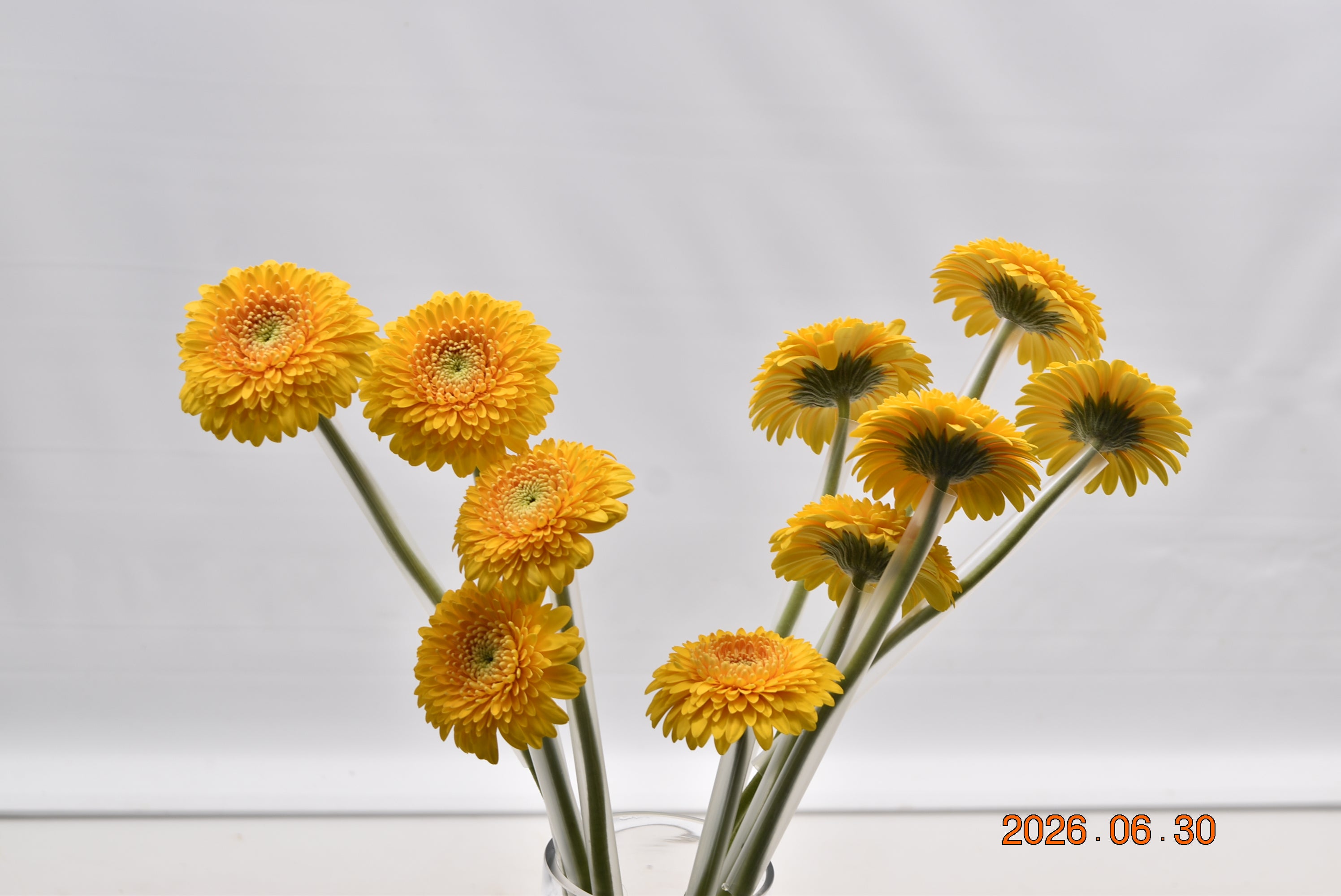 GERBERA MINI HONEYDEW Large