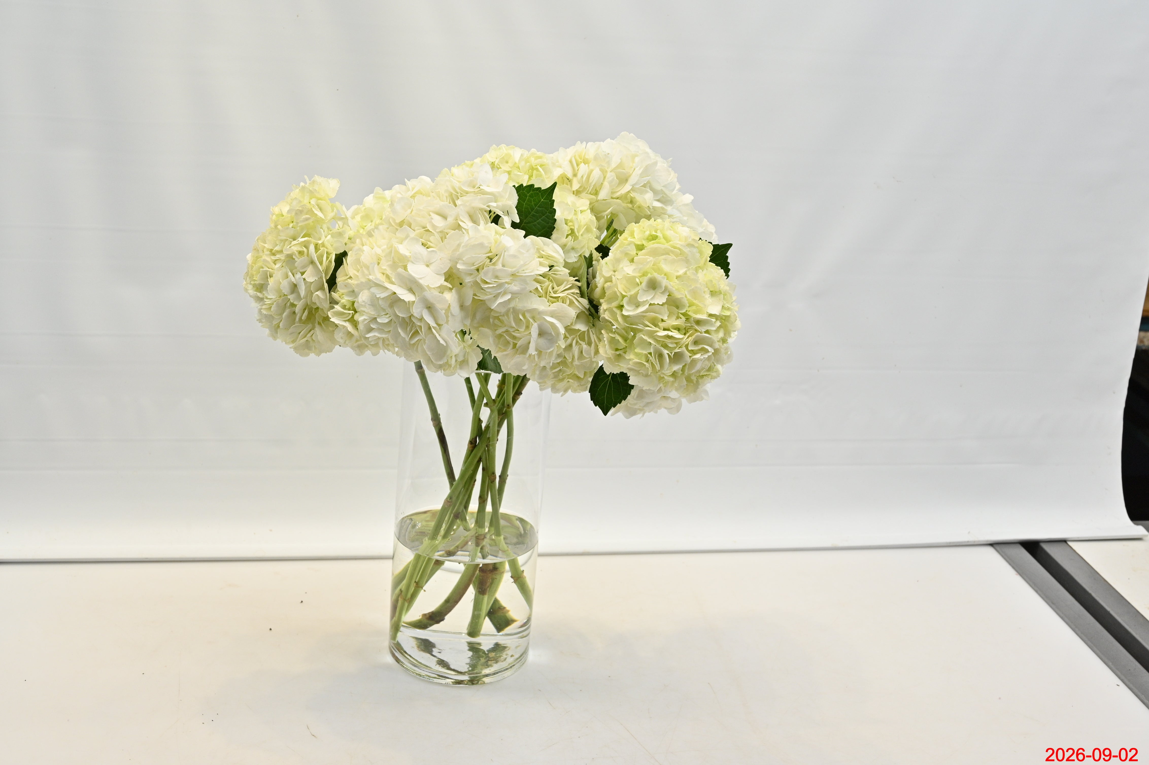 HYDRANGEA S. A. WHITE Large