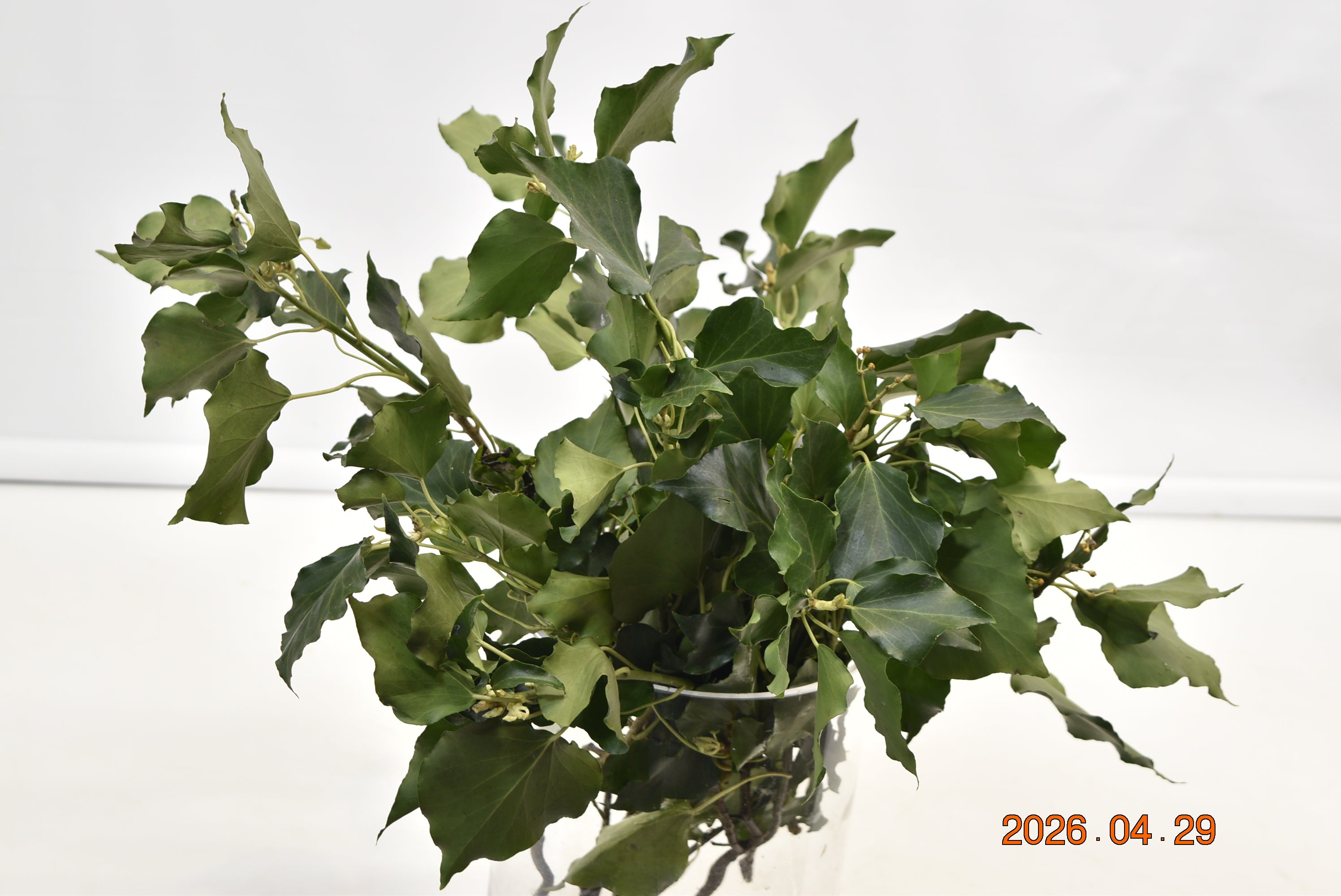 Hedera Helix Arborescens 500g Large