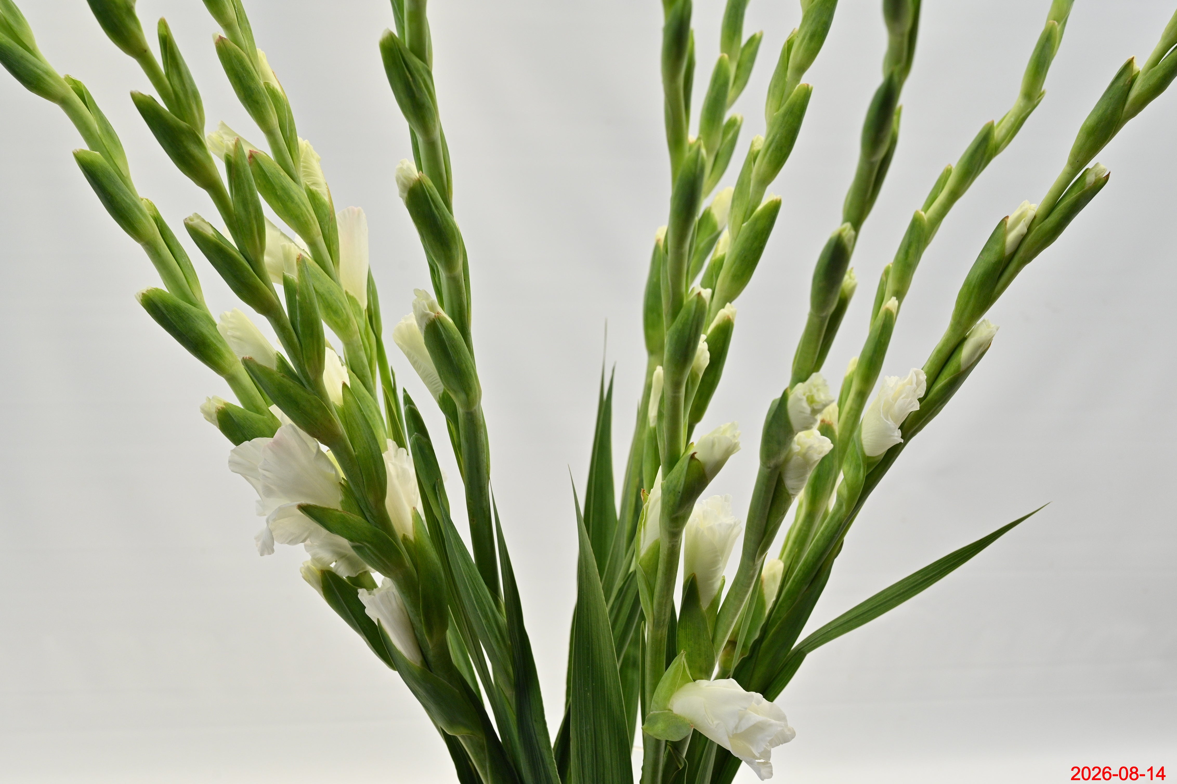 GLADIOLA WHITE Large
