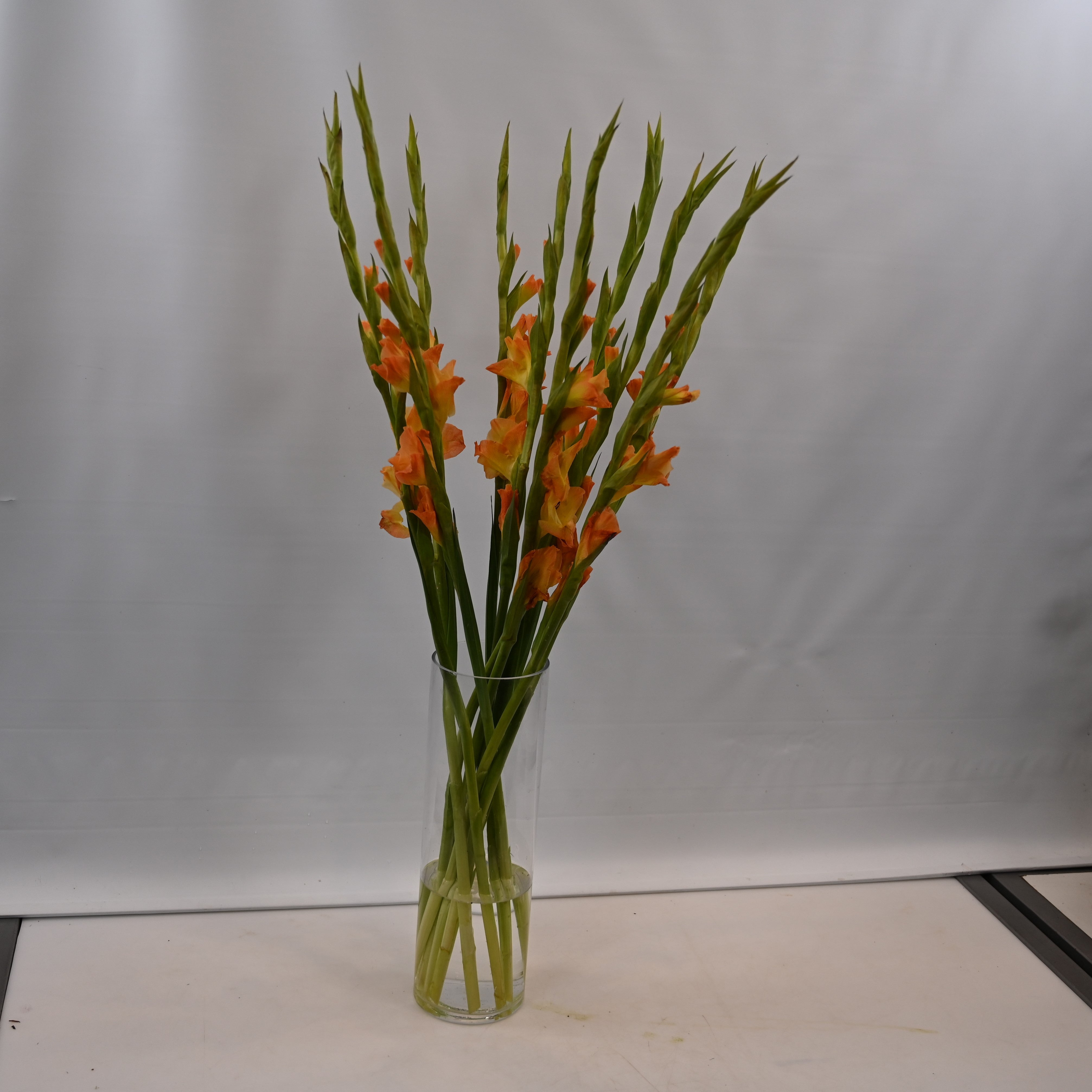 GLADIOLA ORANGE Large