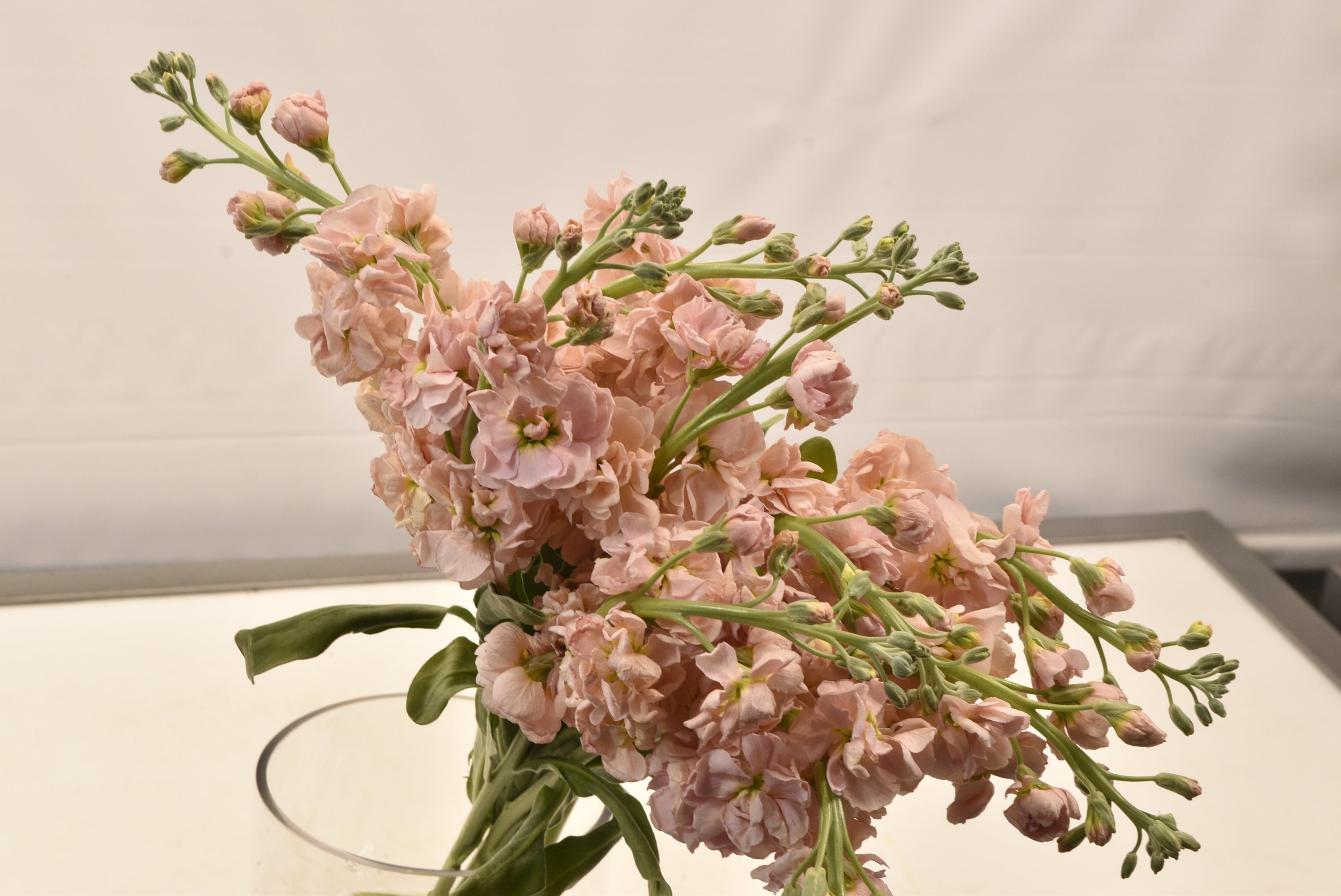 STOCK PEACH Large