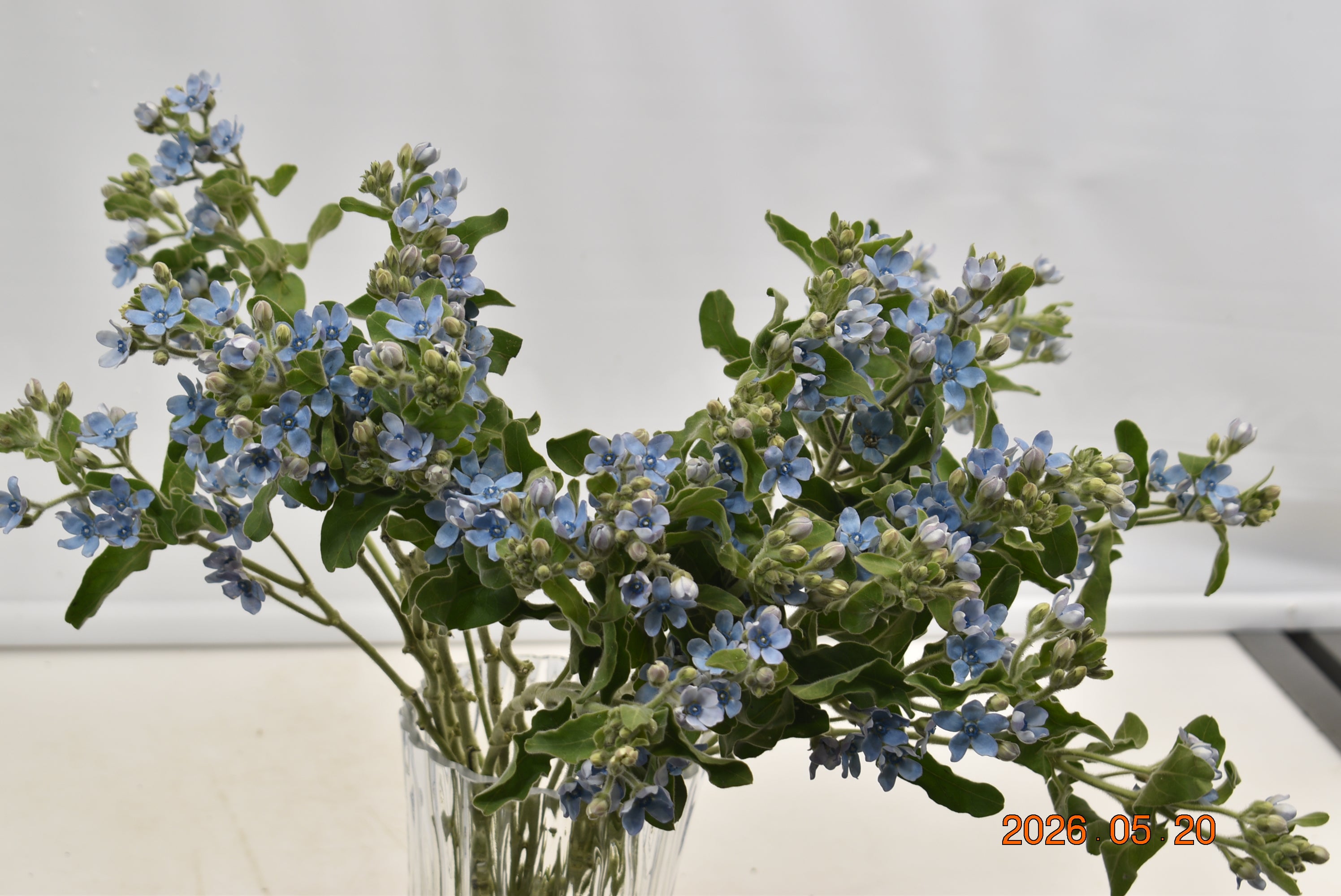 OXYPETALUM PURE BLUE Large