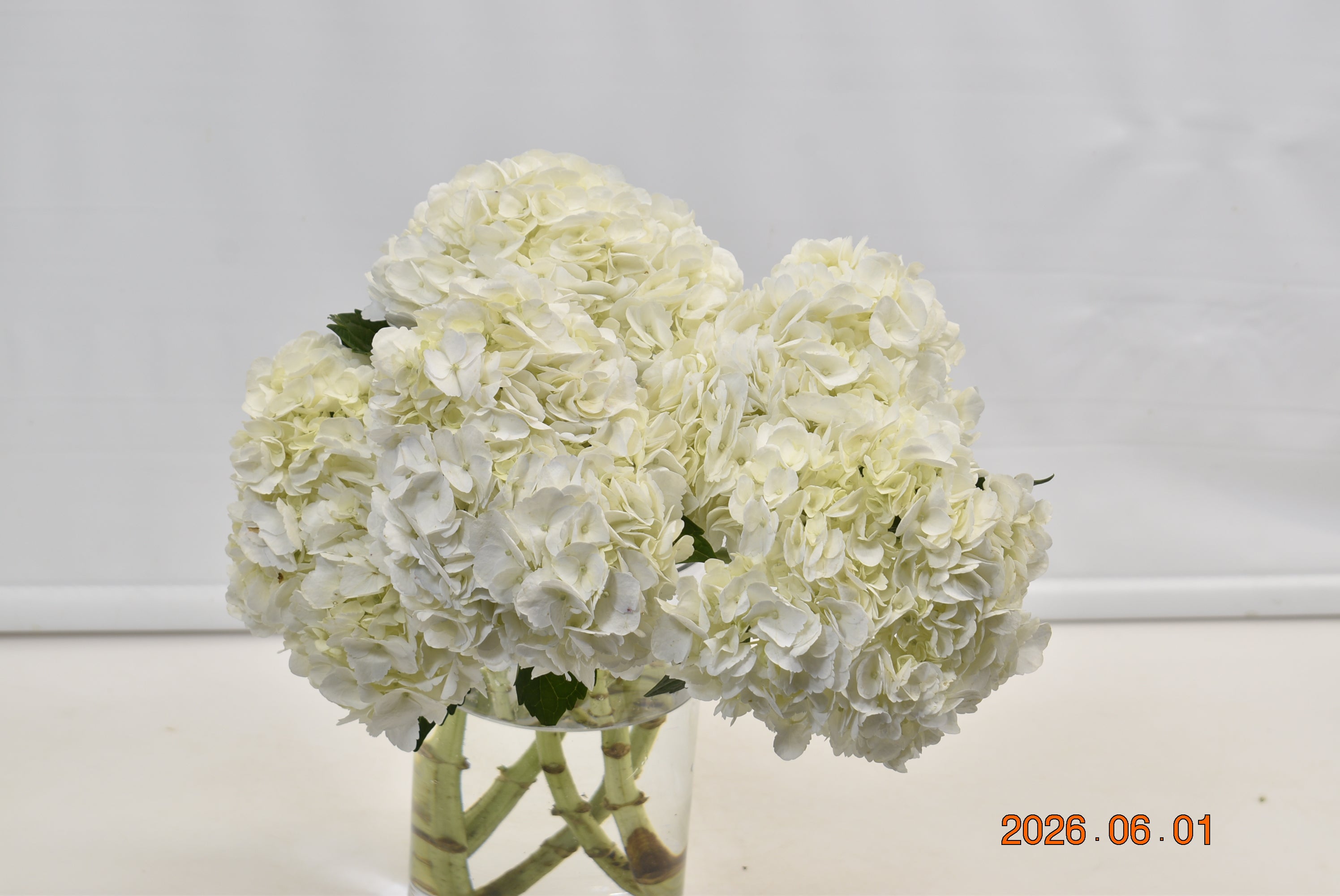 HYDRANGEA S. A. WHITE Large