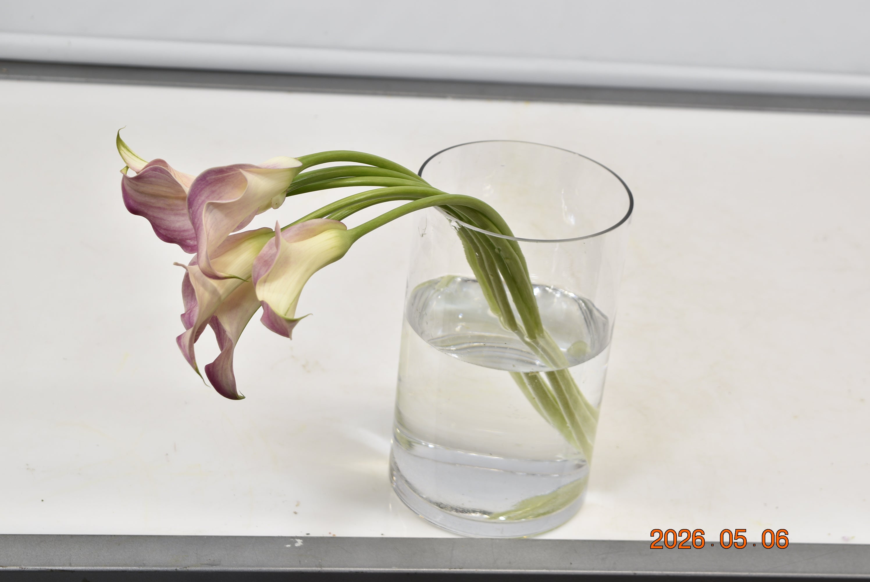 Calla Mini Light Pink Large