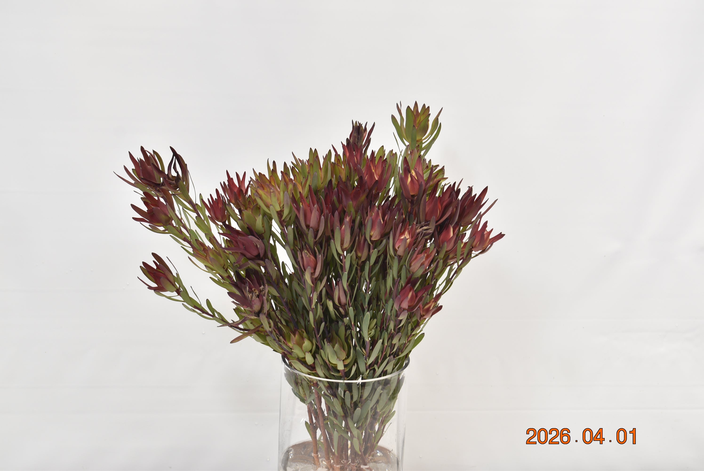 Leucadendron Safari  Spray Salignum Large
