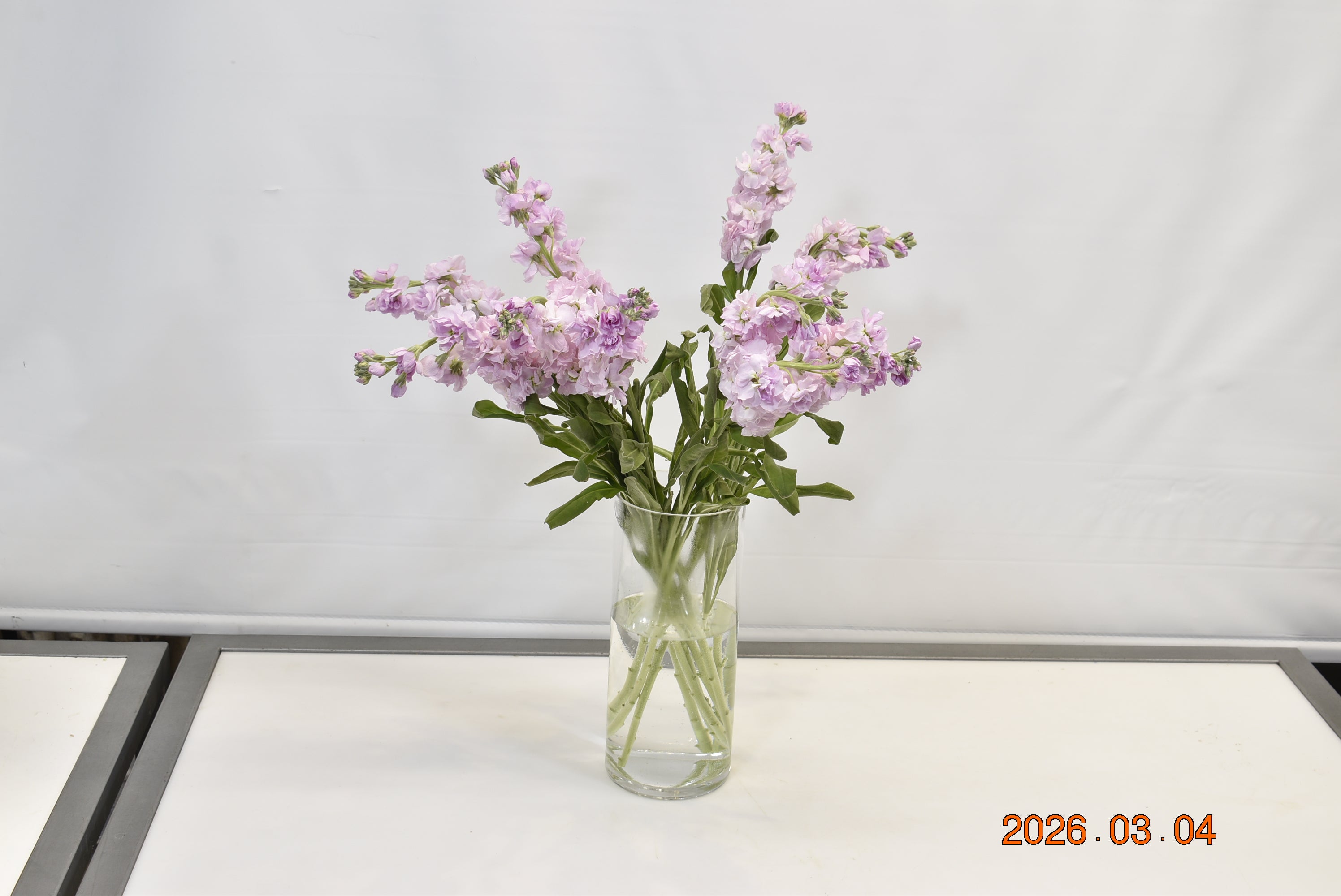 STOCK PINK Large