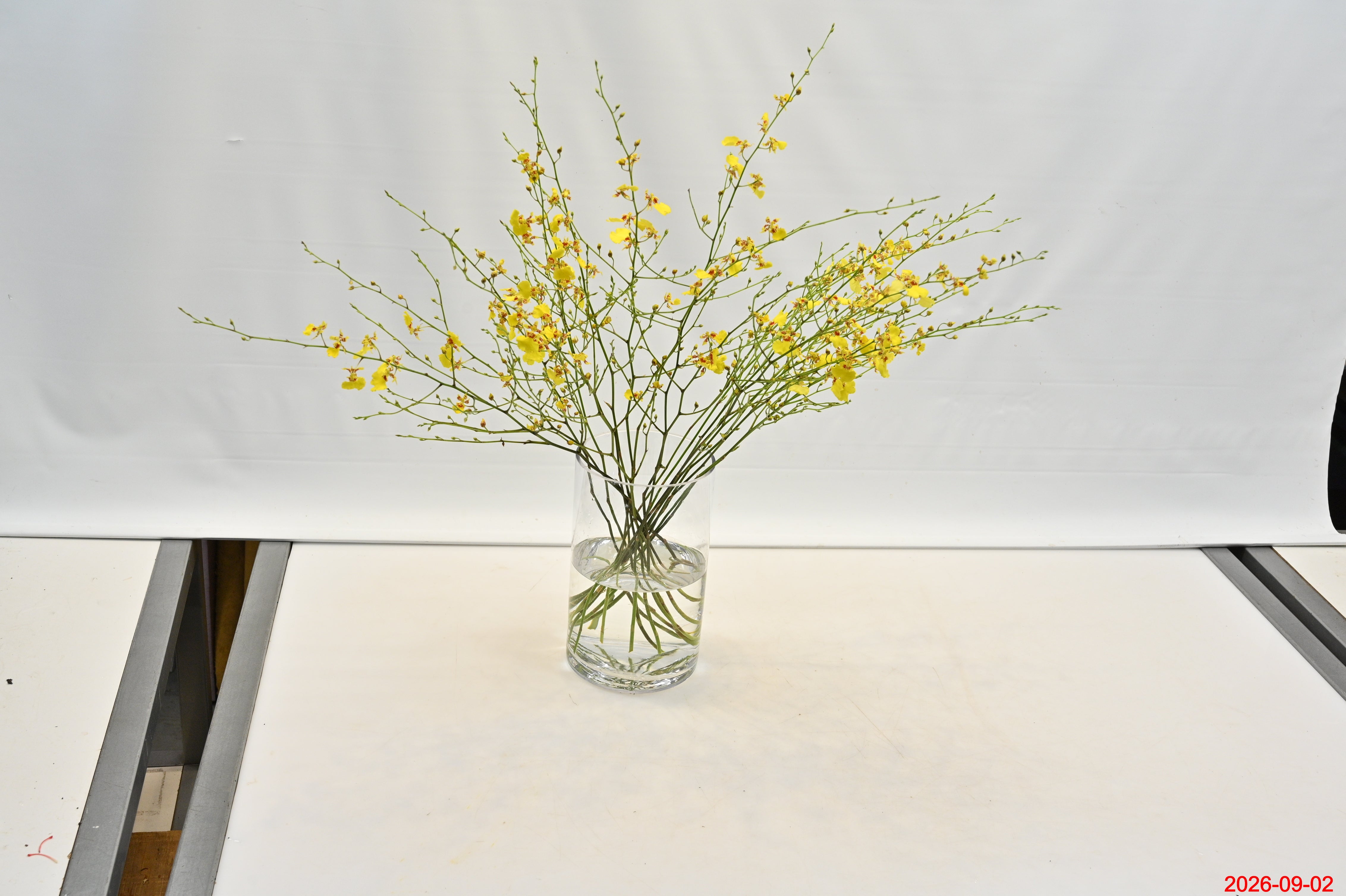 ONCIDIUM Large