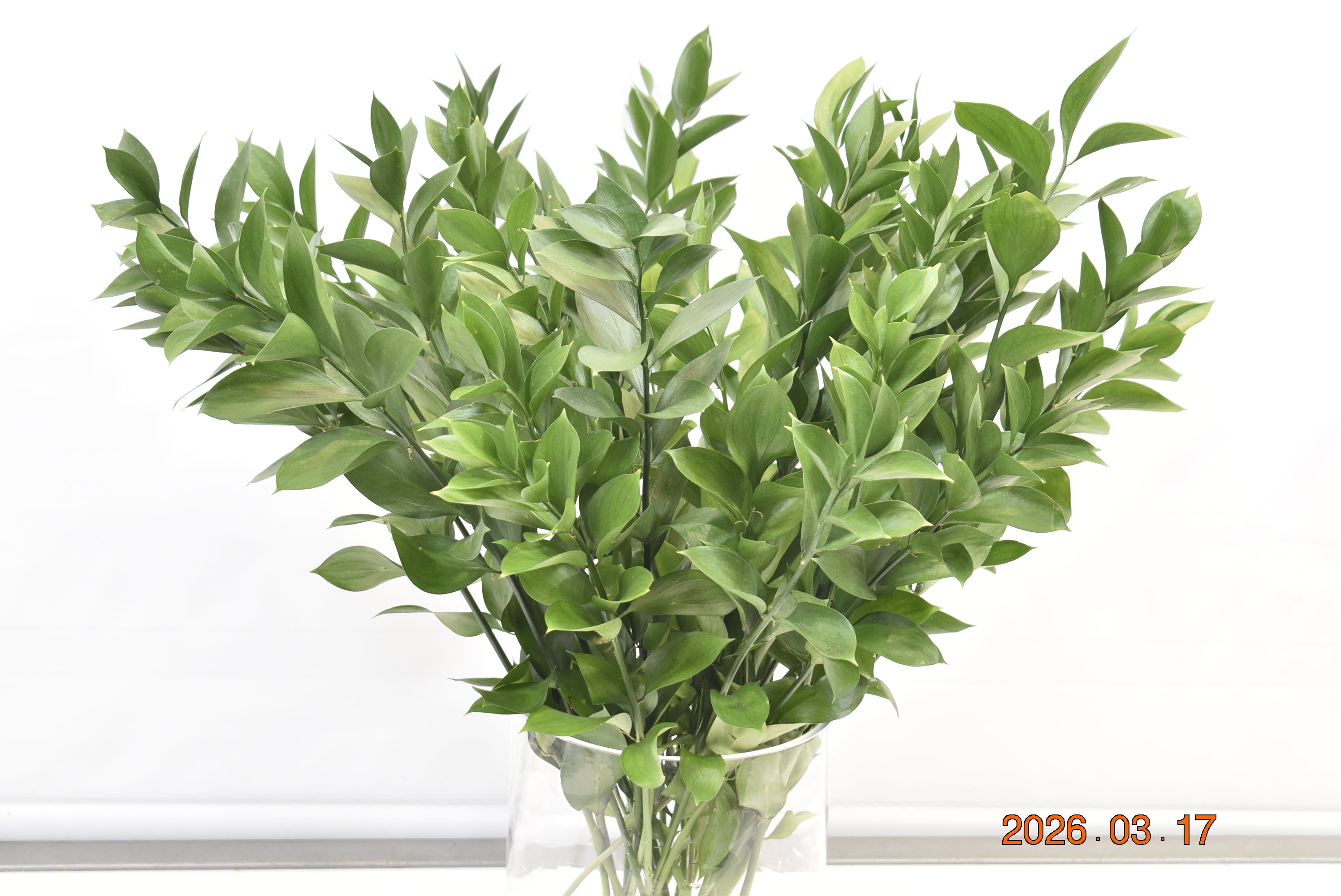RUSCUS ISRAELI Large