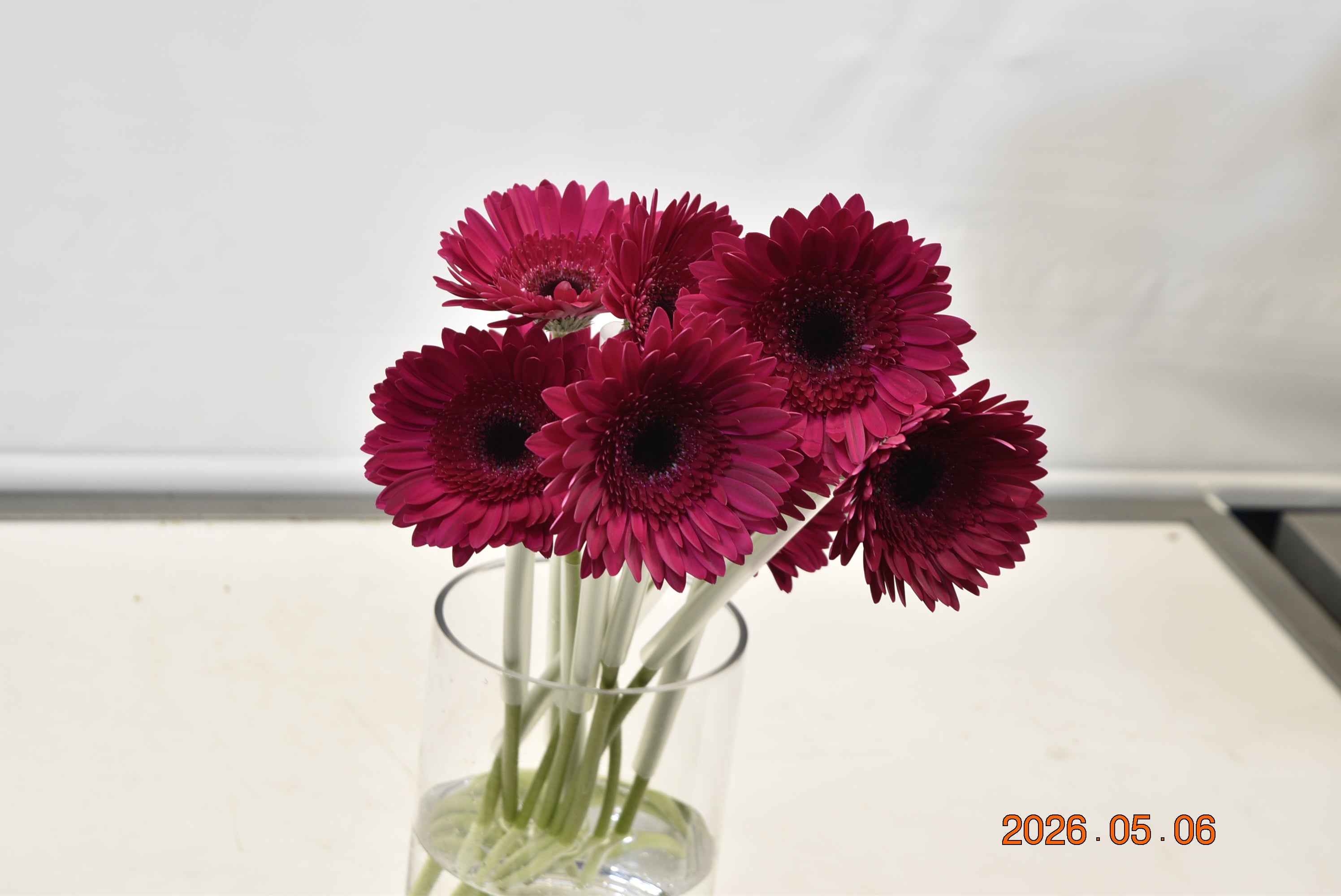 Gerbera Passoa Large