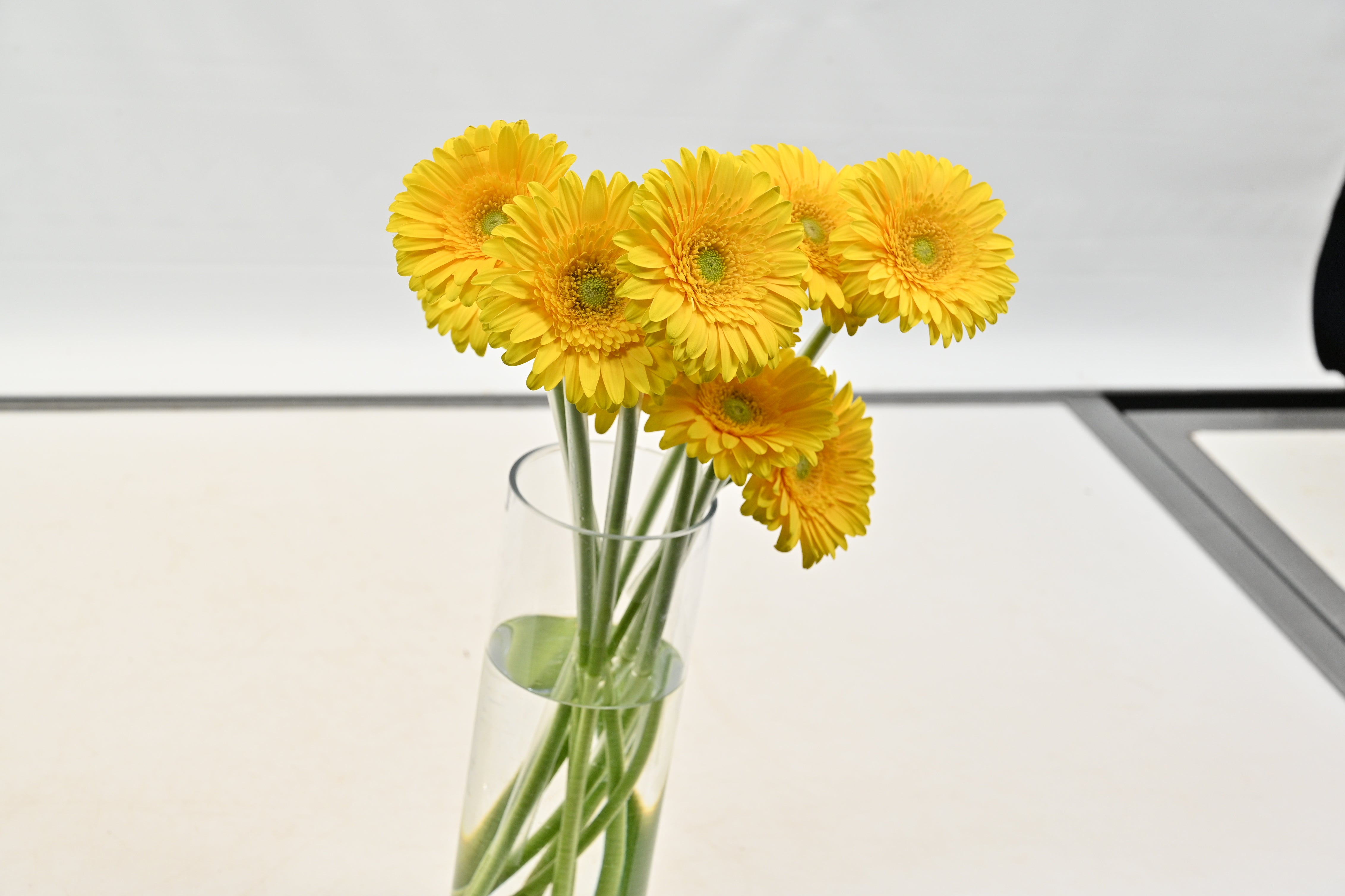 GERBERA BONAMARE Large