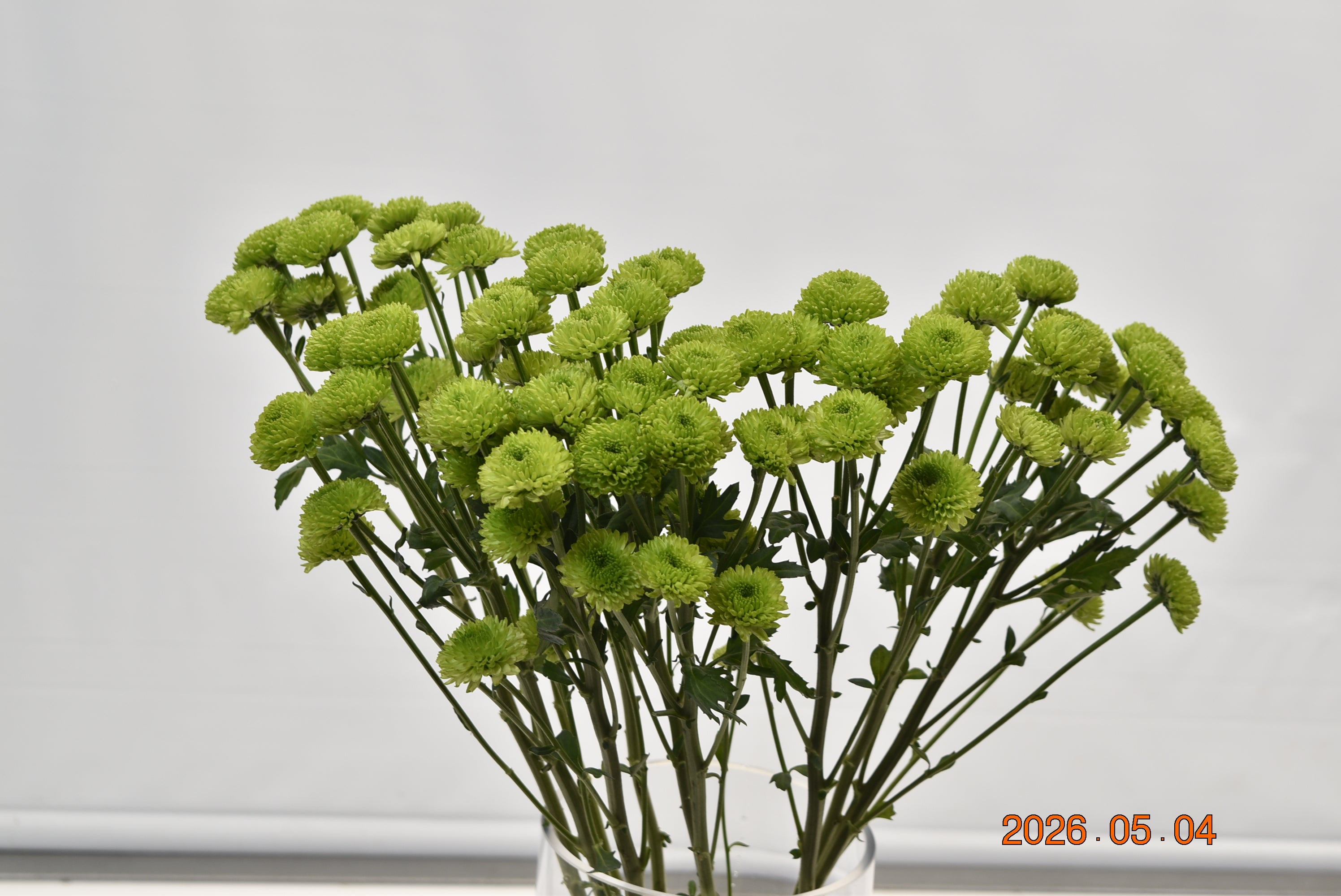 CHRYSANTHEMUM COUNTRY Large