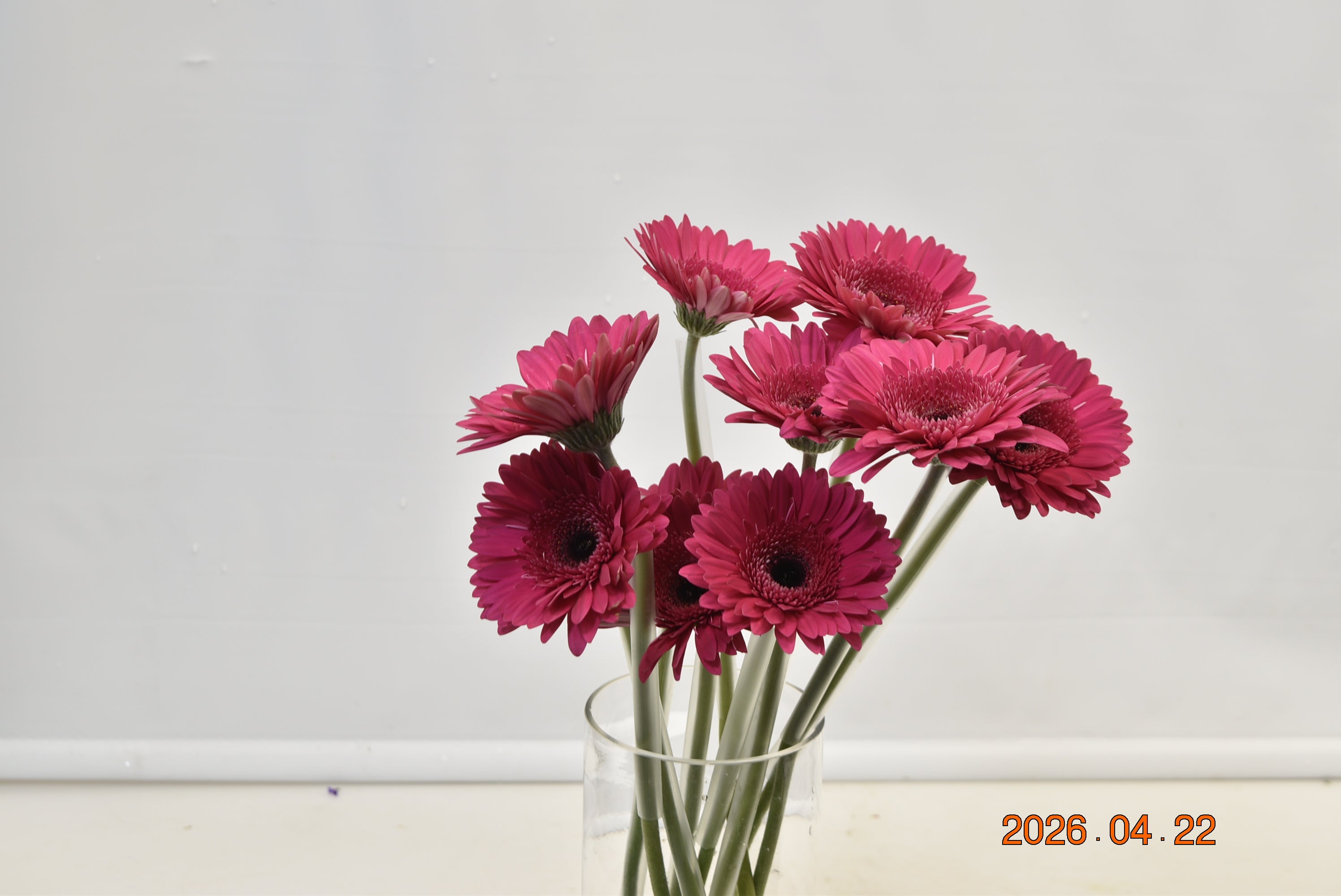 GERBERA ARCADE Large