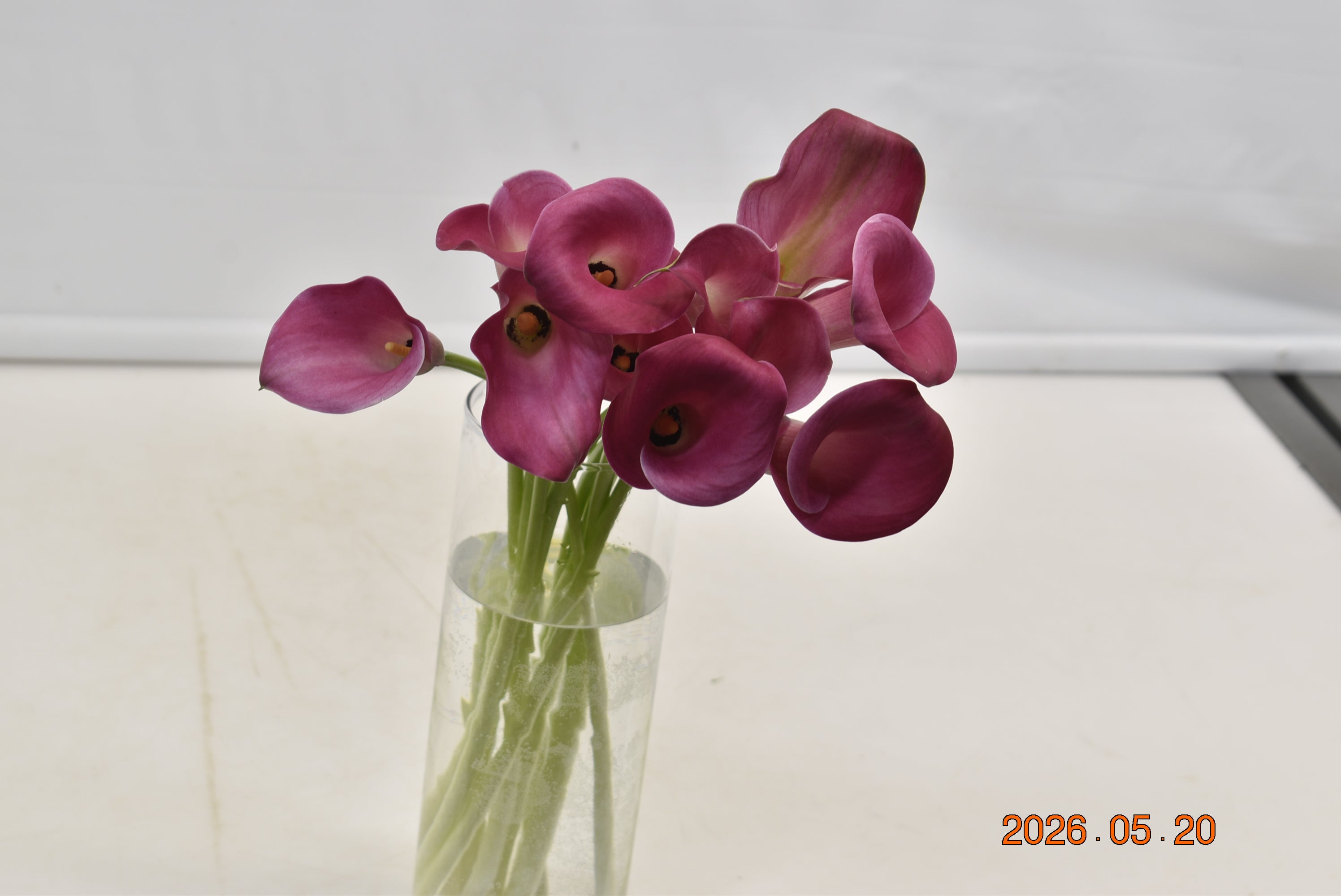 CALLA PINK Large