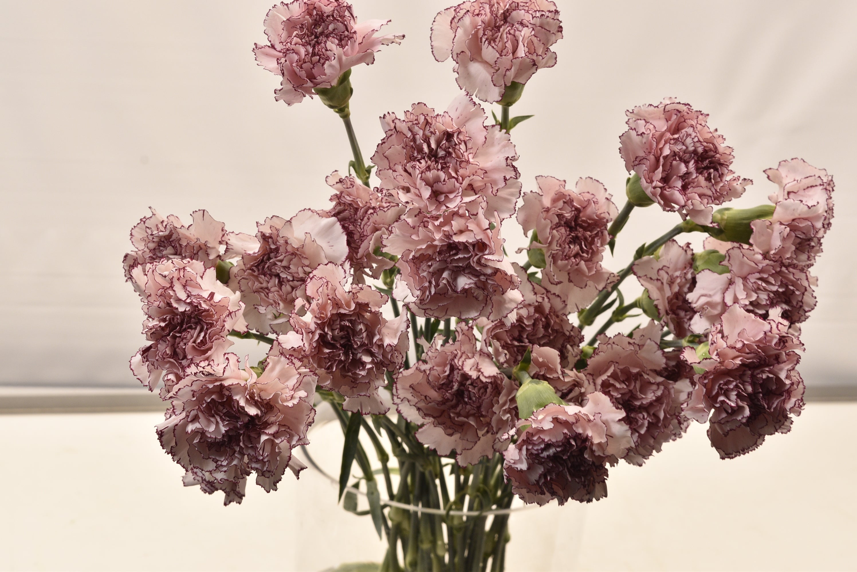 Carnation Mariposa Large