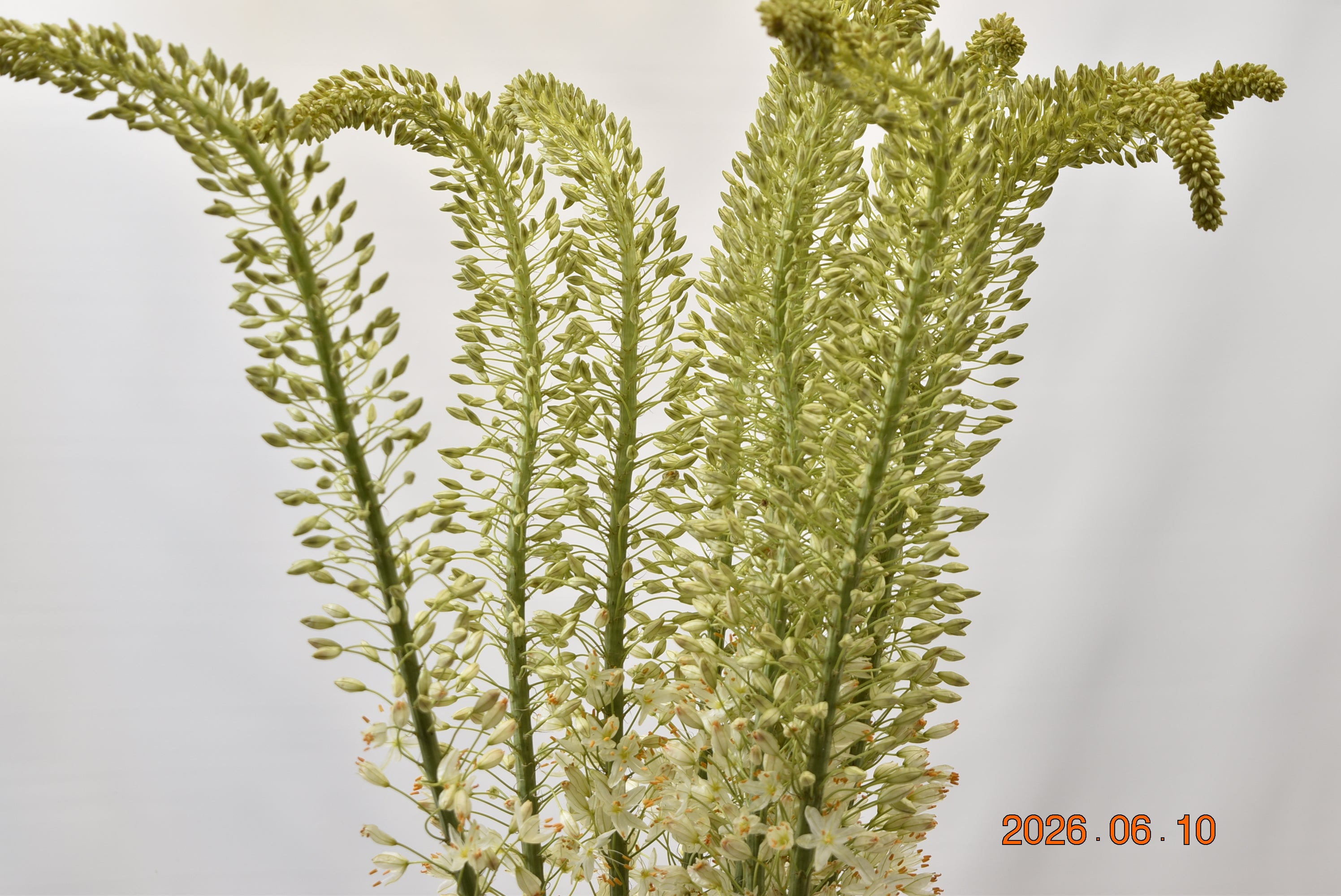 Eremurus Obelisk Large