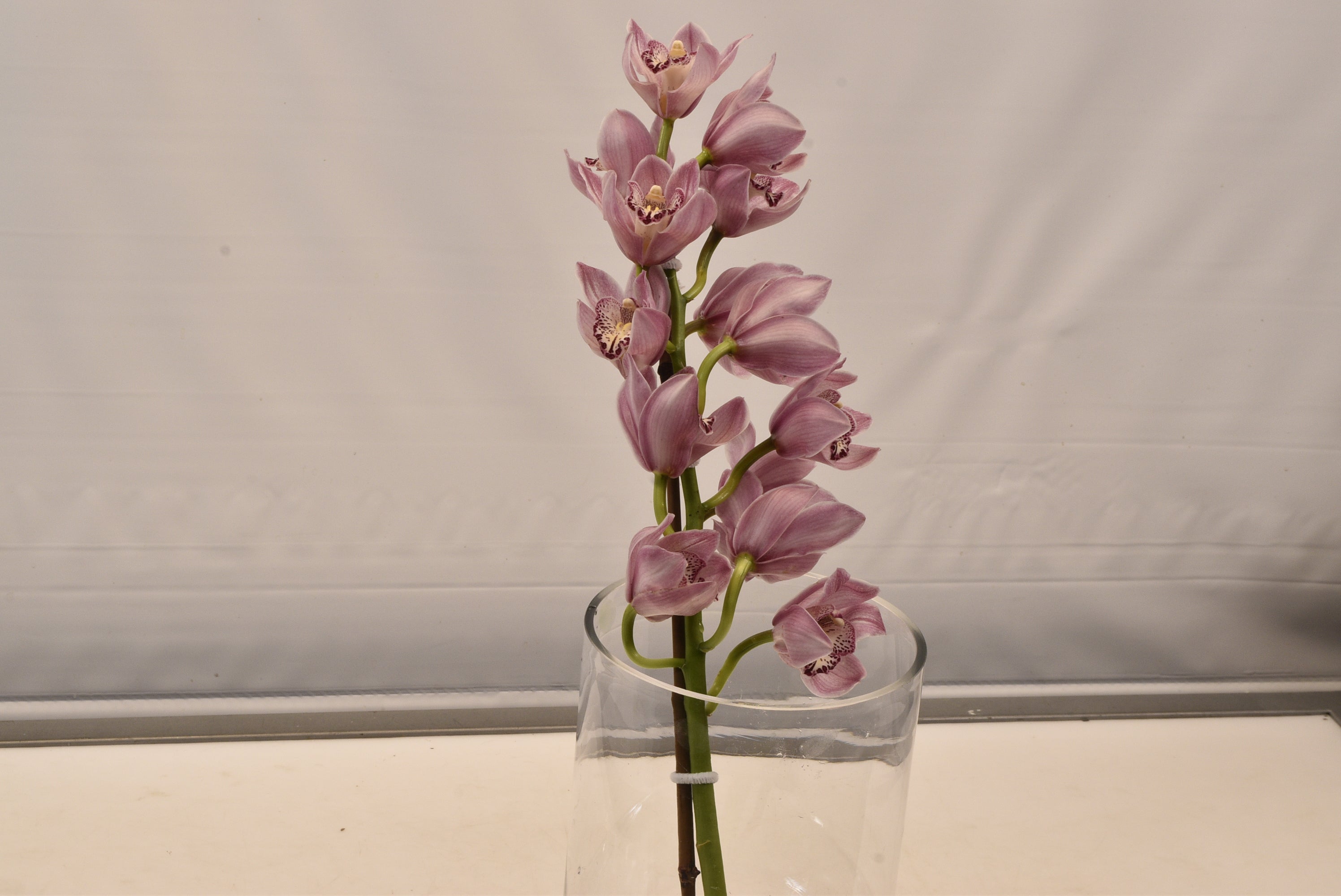 CYMBIDIUM PINK PER BLOOM Large