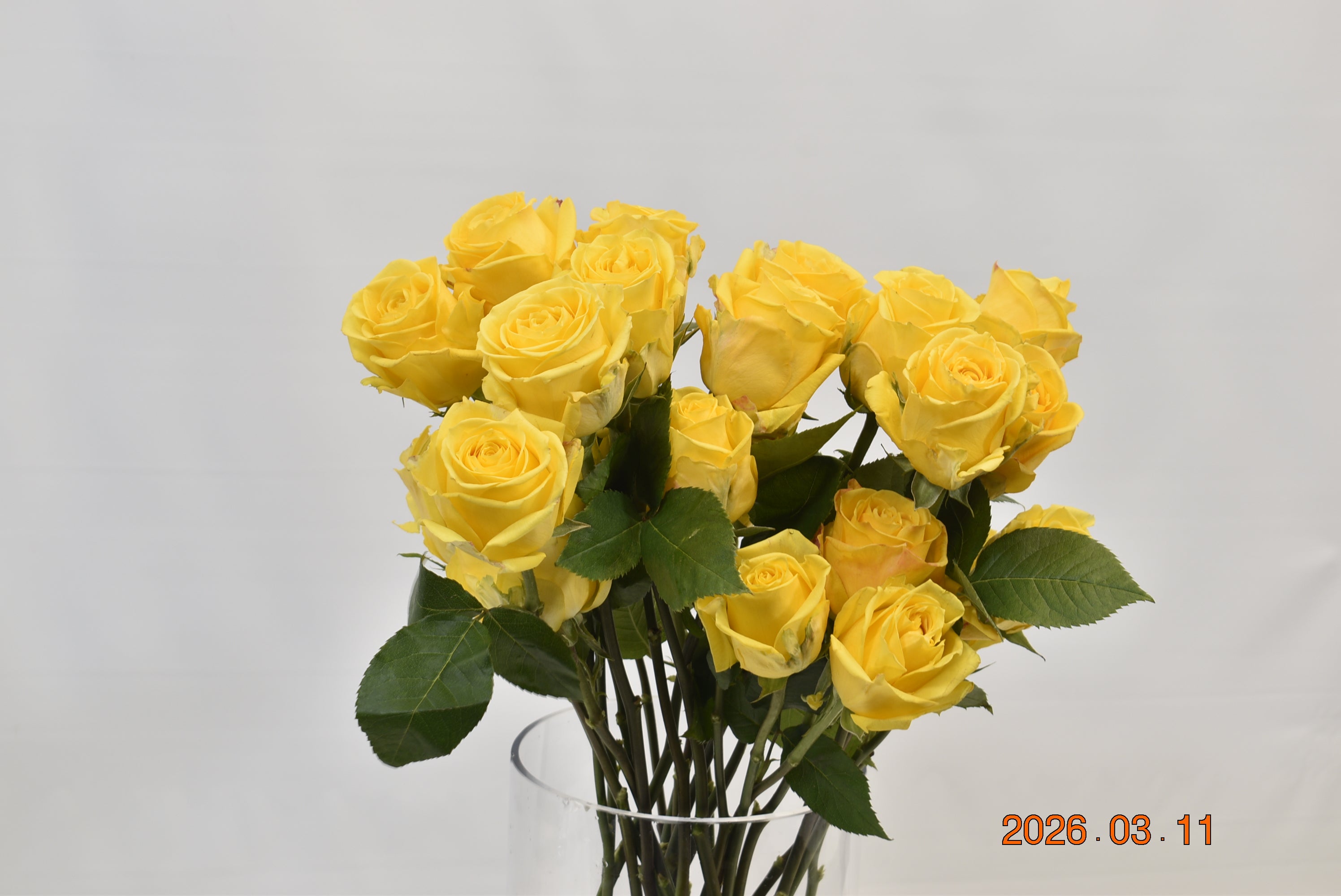 Rose Super Sun Large