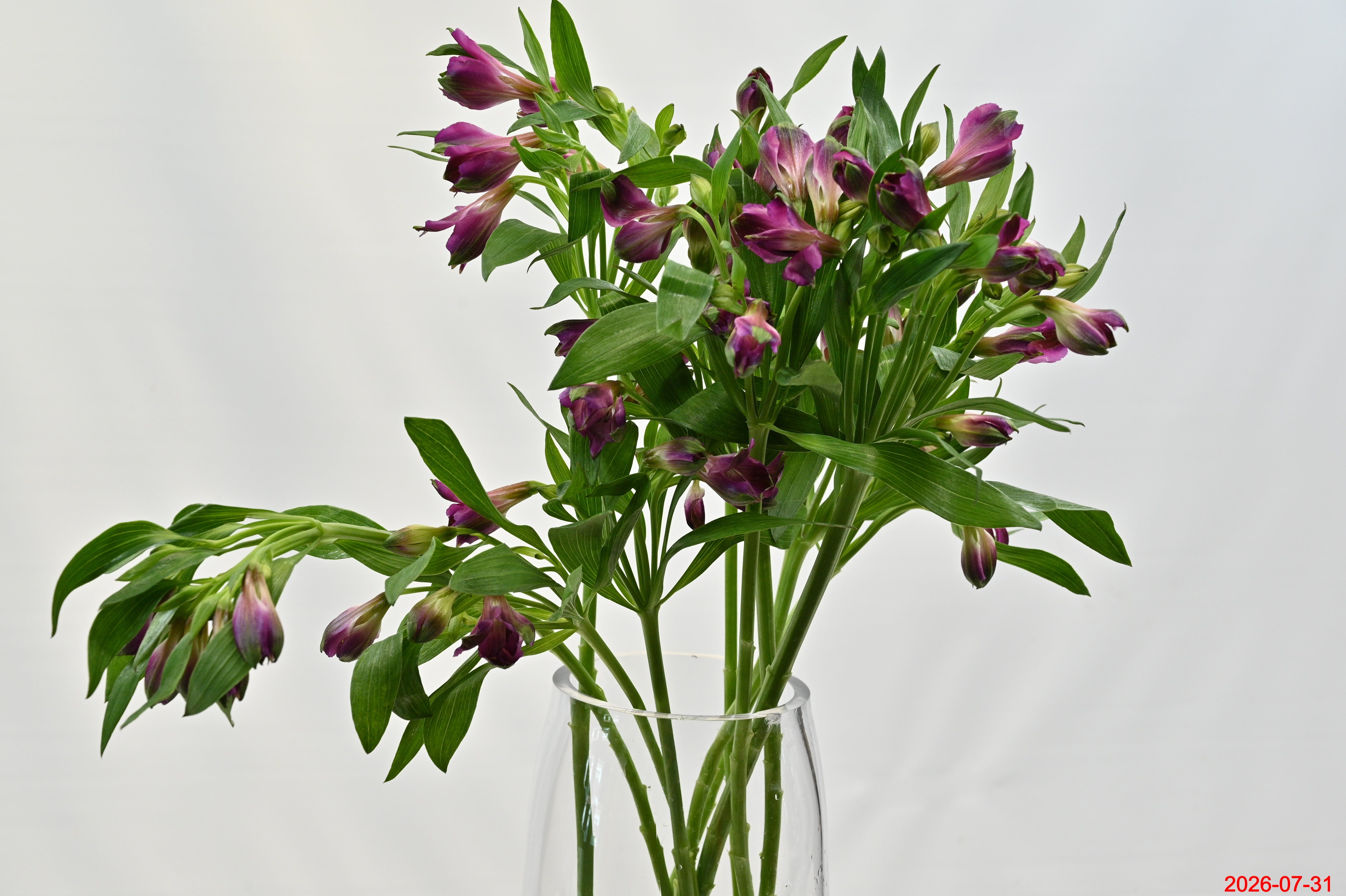 Alstroemeria Carline Large