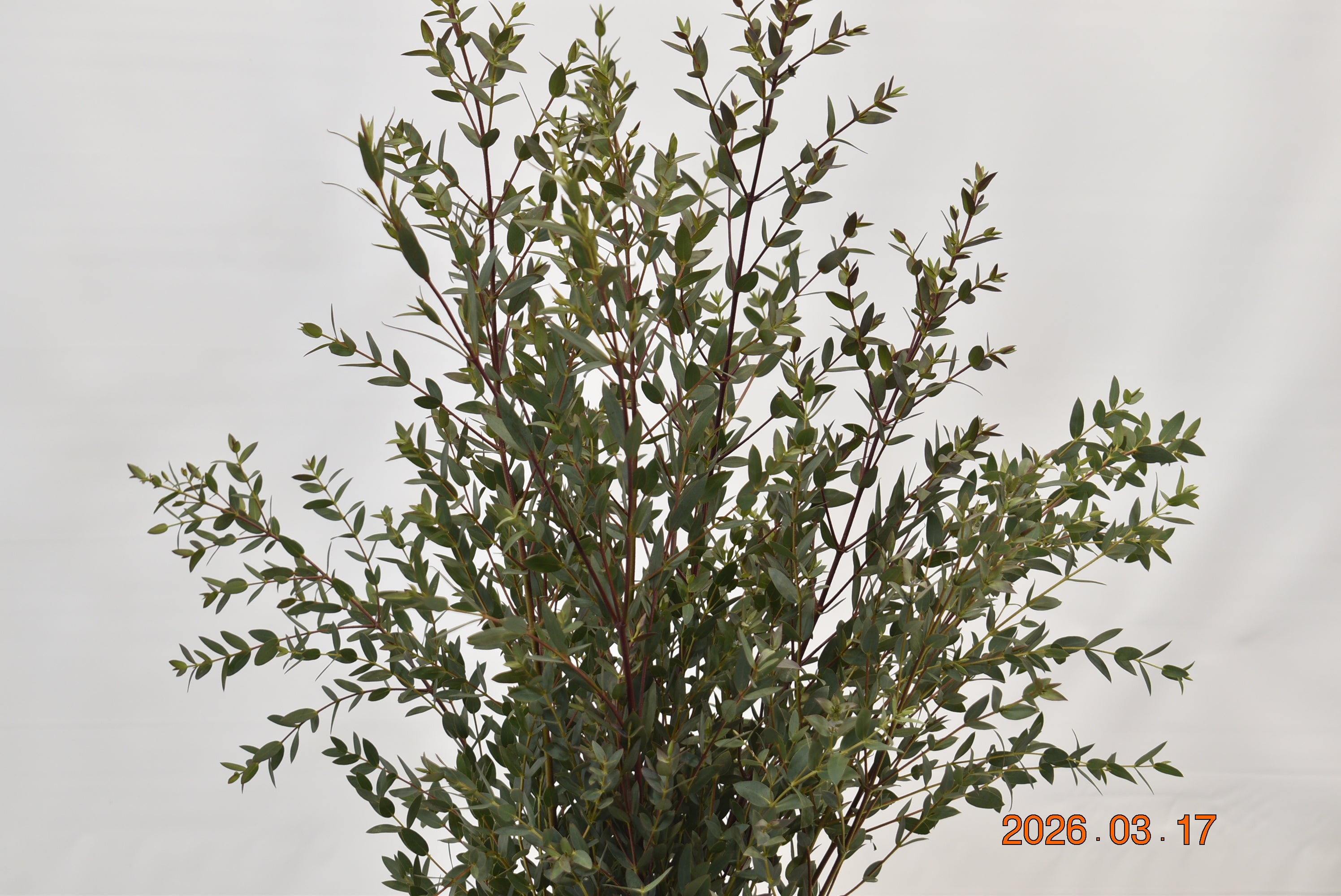EUCALYPTUS PARVIFOLIA 350g Large