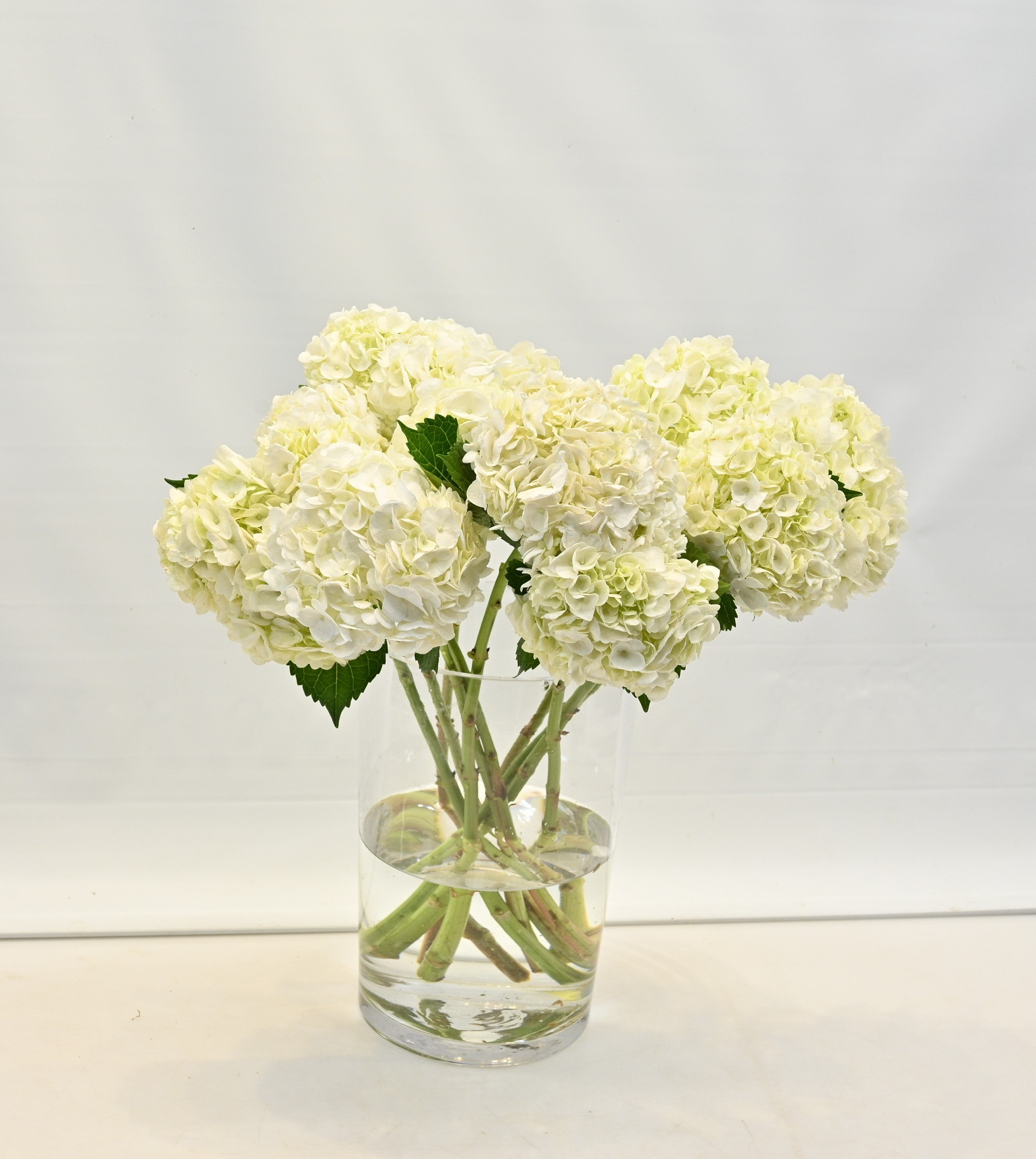 HYDRANGEA S. A. WHITE Large
