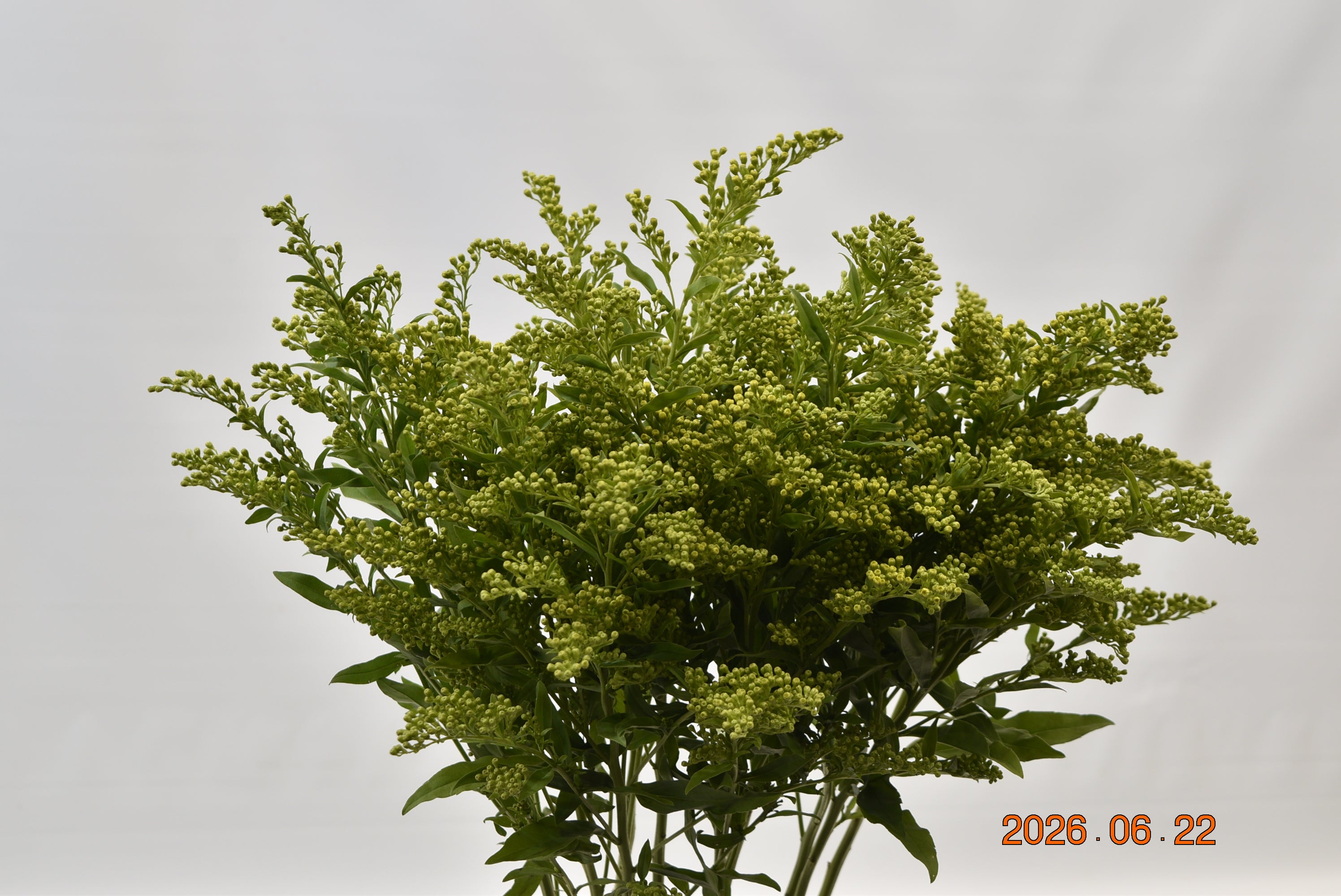 SOLIDAGO Large