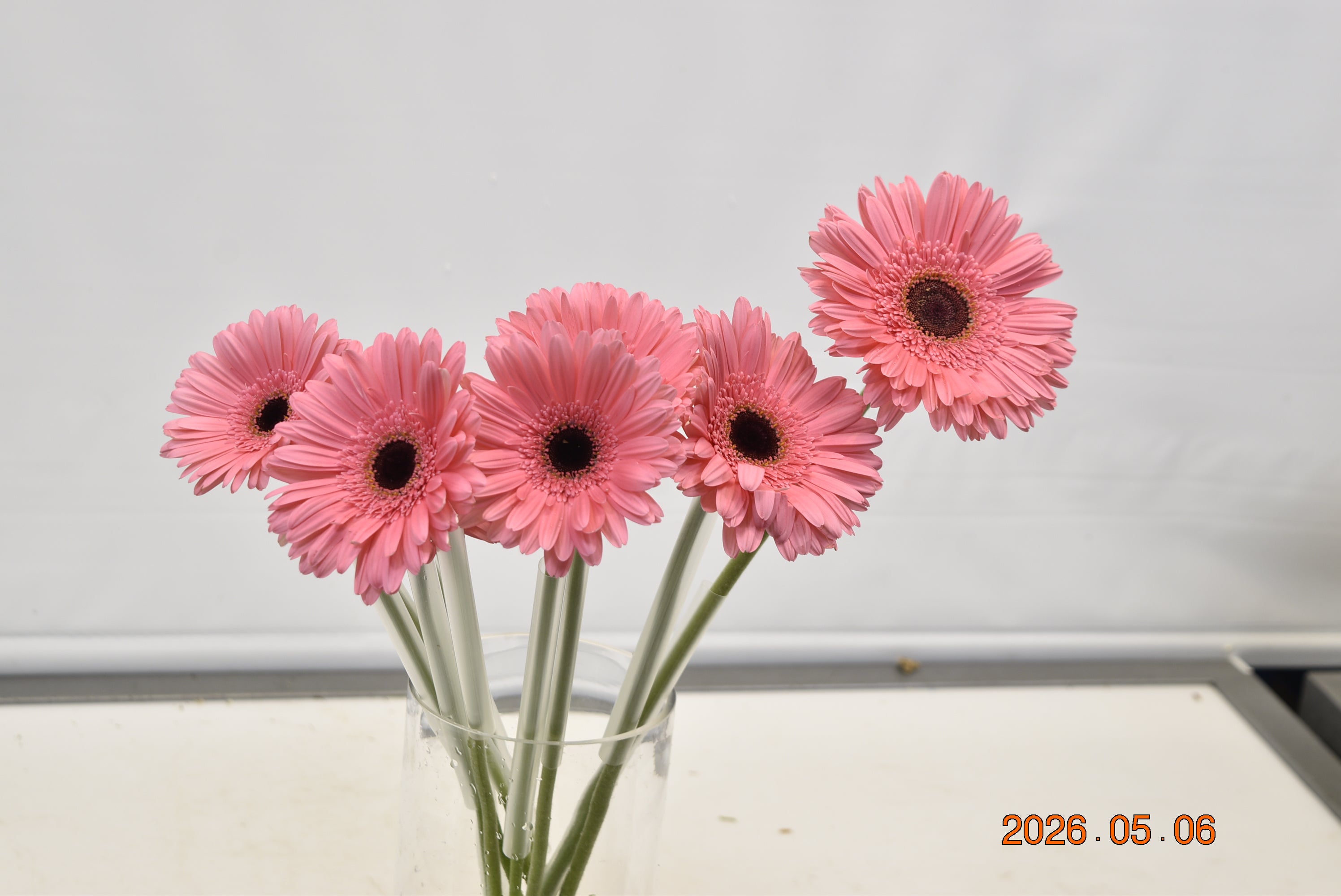 GERBERA PRE INTENZZ Large