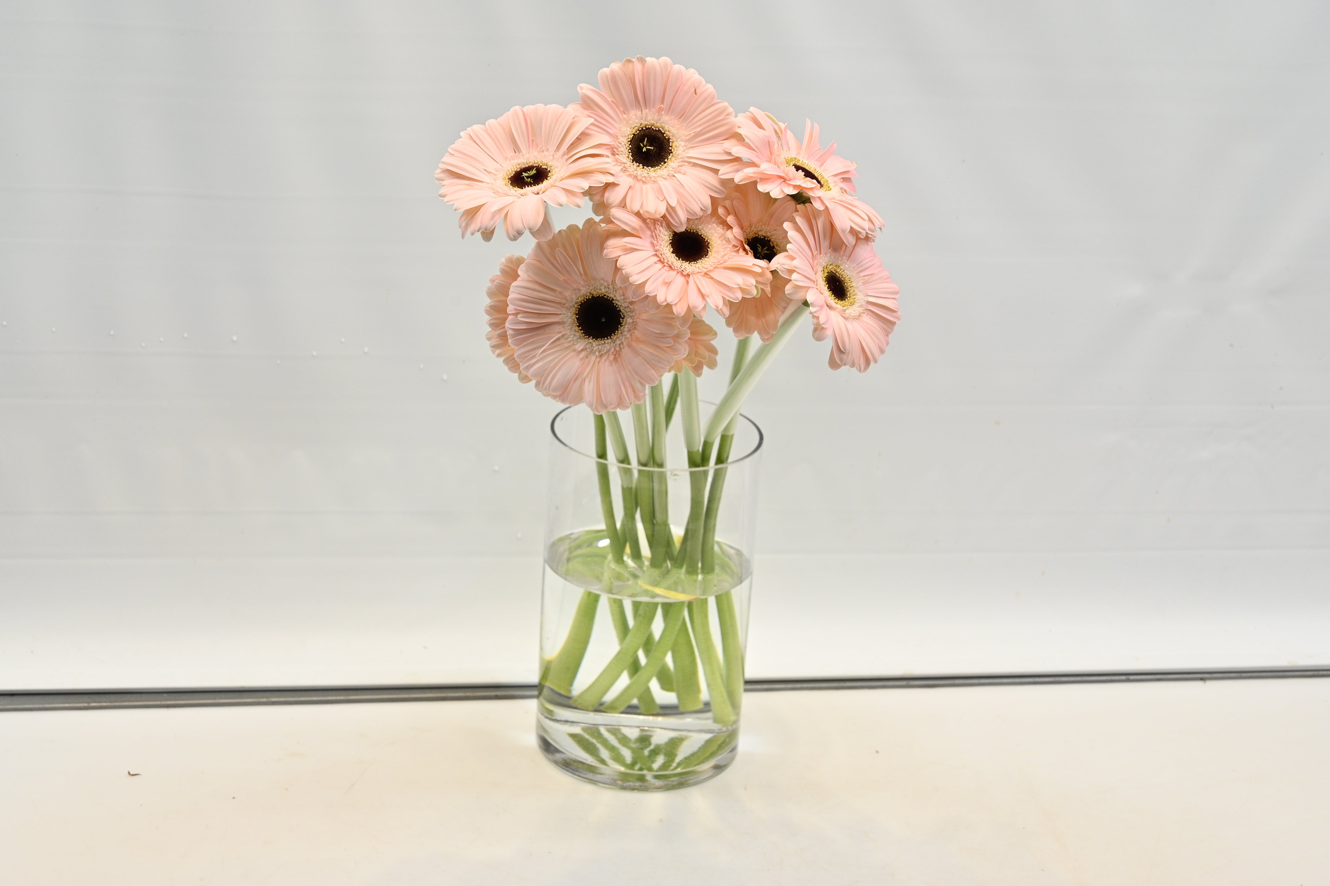 Gerbera Dulcie Large